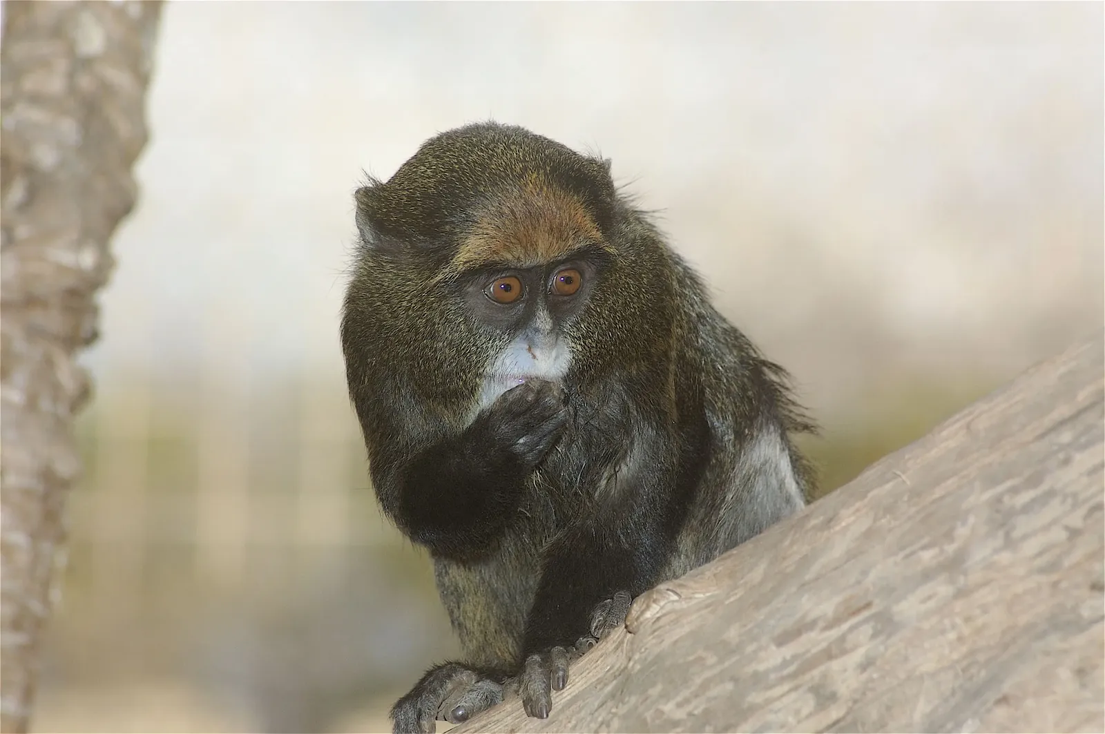 animal-mono-de-brazza.slide-3