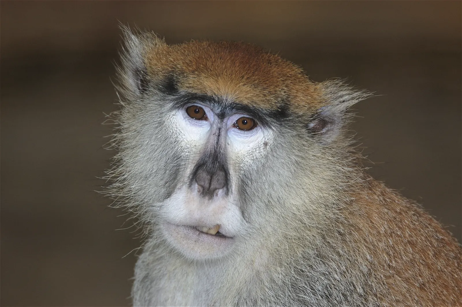 animal-mono-patas-slide-1