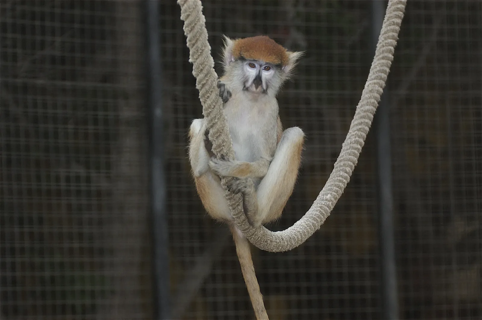 animal-mono-patas-slide-3