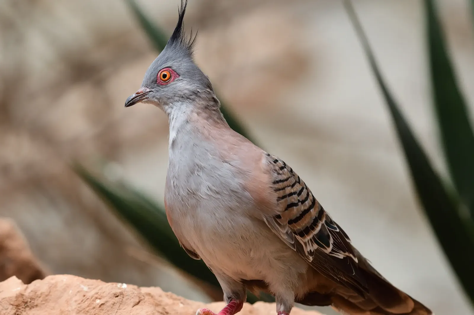 animal-paloma-crestada-slide-2