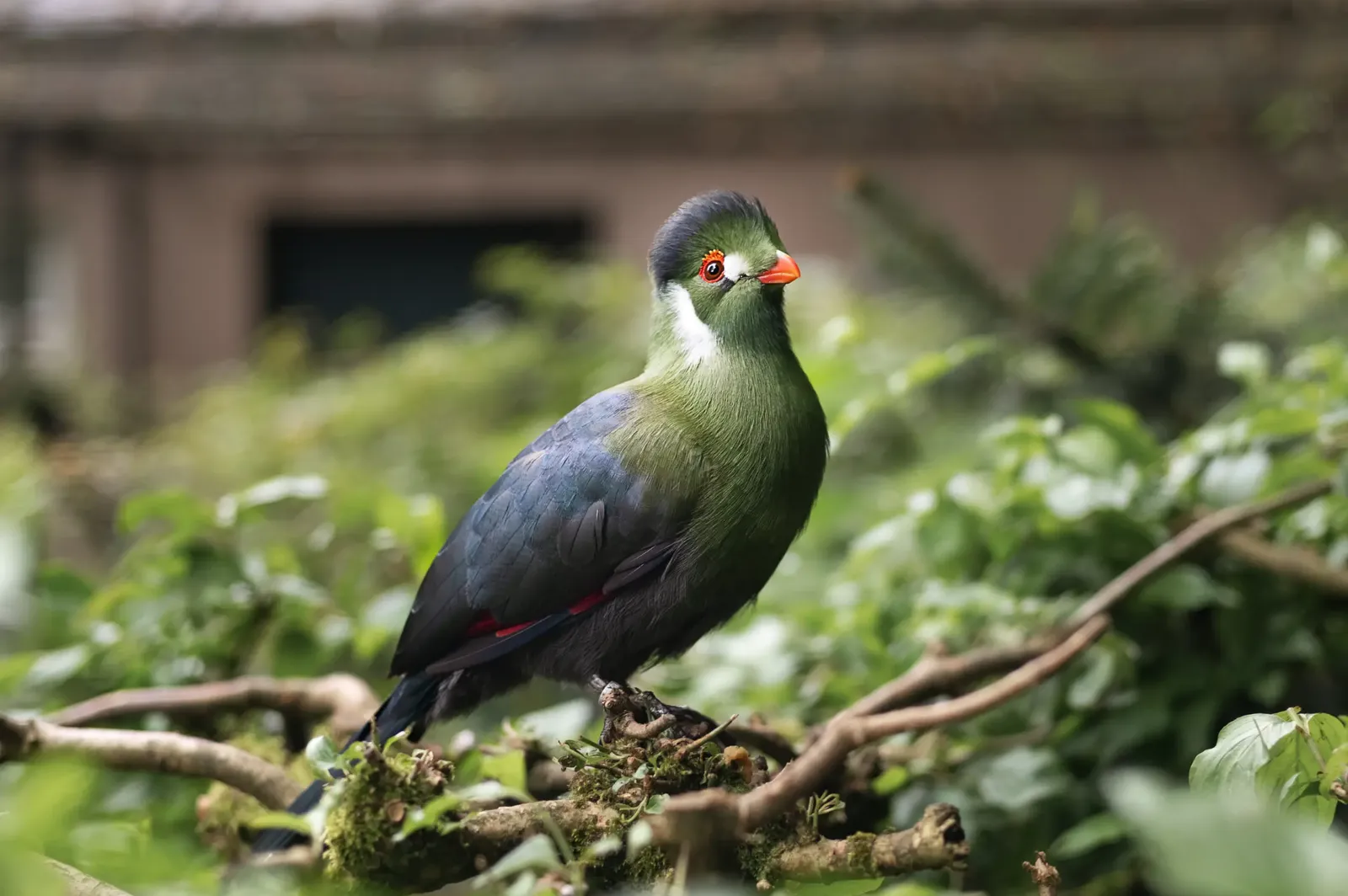 animal-tauraco-cariblanco-slide-1