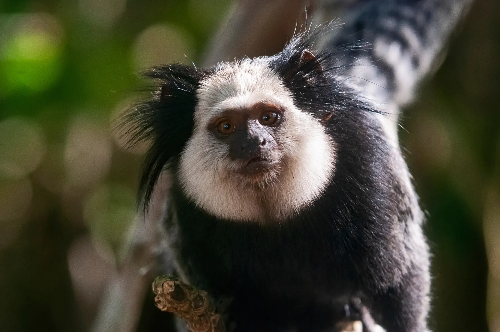 animal-titi-de-cabeza-blanca-slide-3