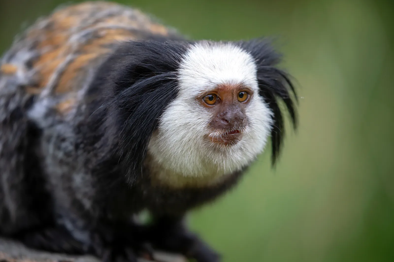 animal-titi-de-cabeza-blanca-slide-4