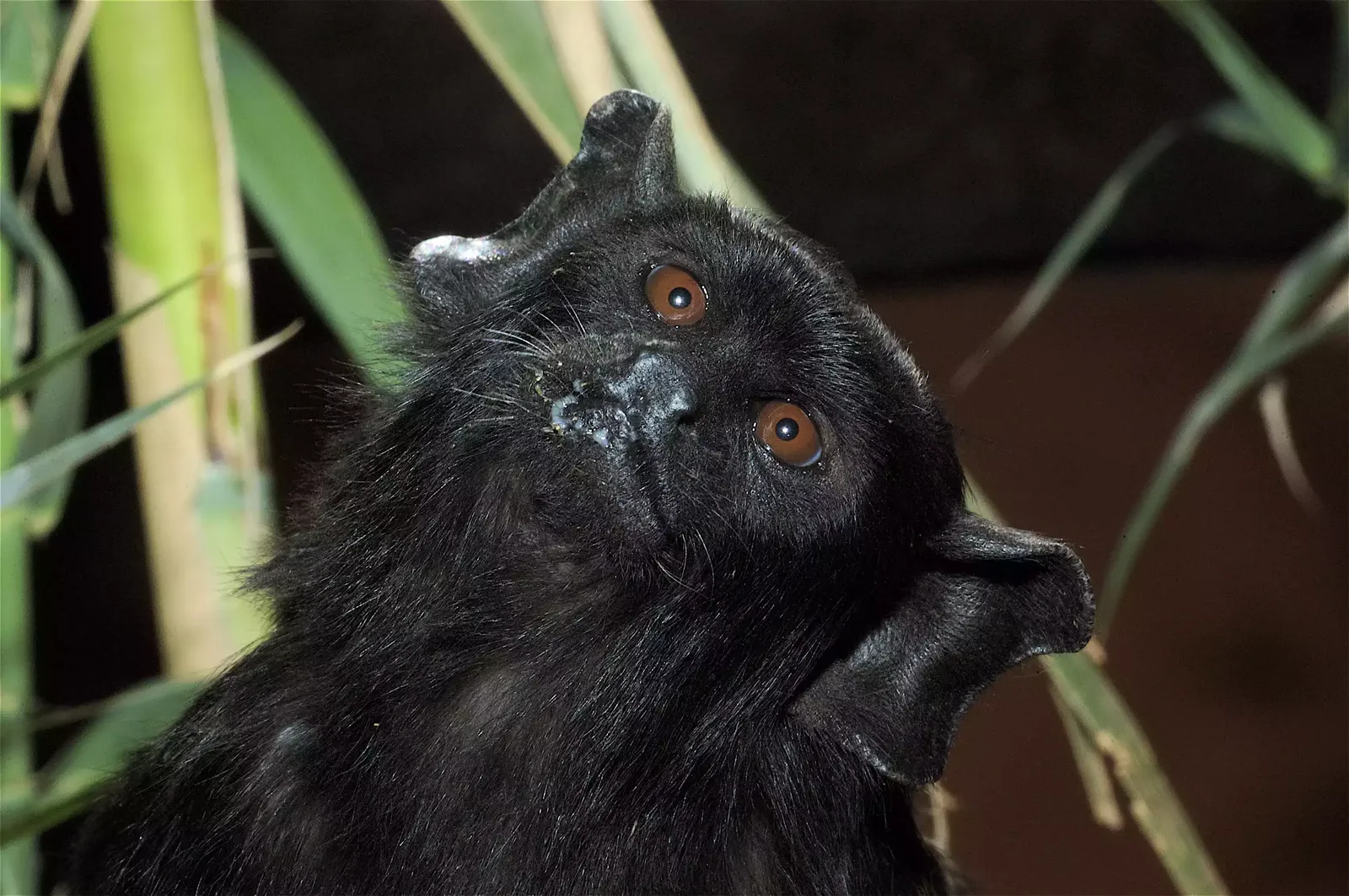 animal-titi-manos-rojas-slide-1