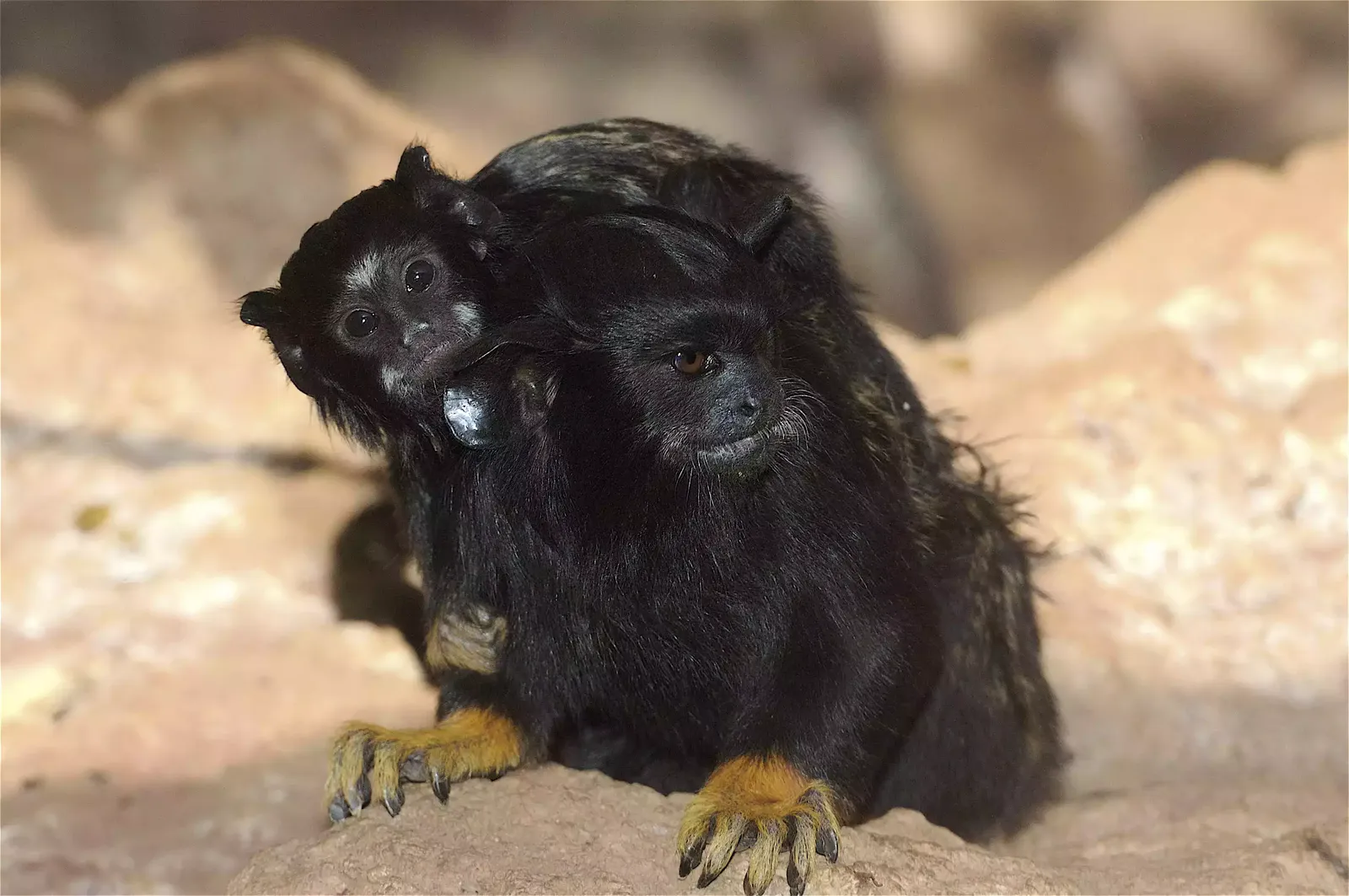 animal-titi-manos-rojas-slide-2