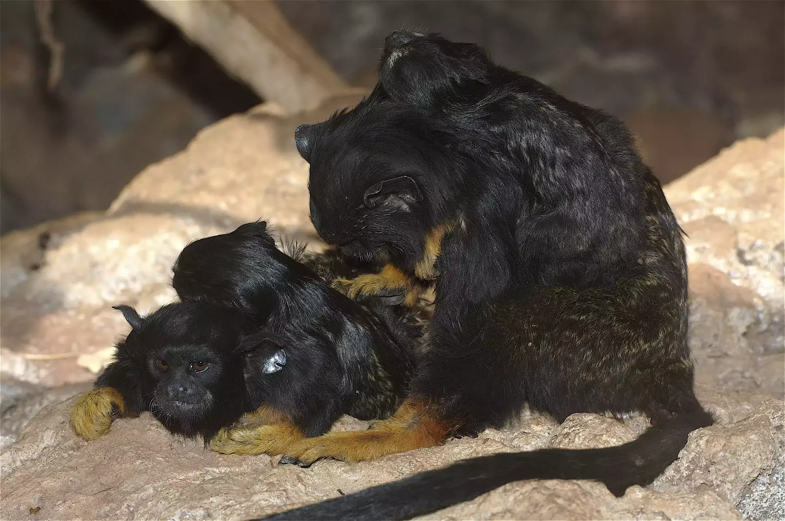 animal-titi-manos-rojas-slide-3