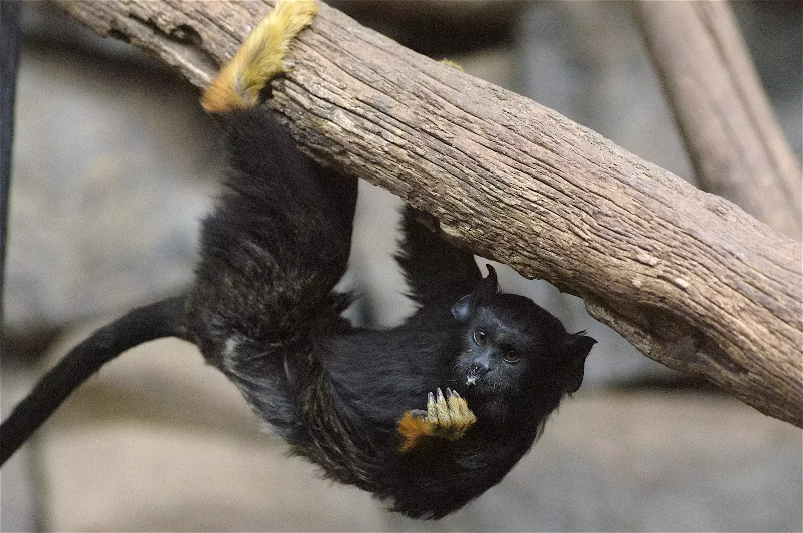 animal-titi-manos-rojas-slide-4