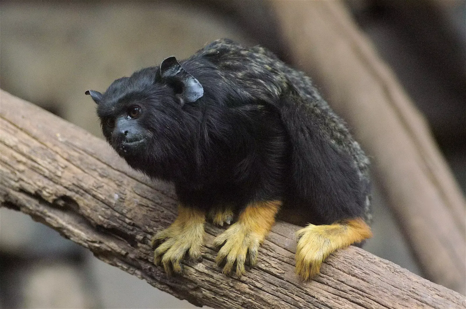 animal-titi-manos-rojas-slide-5