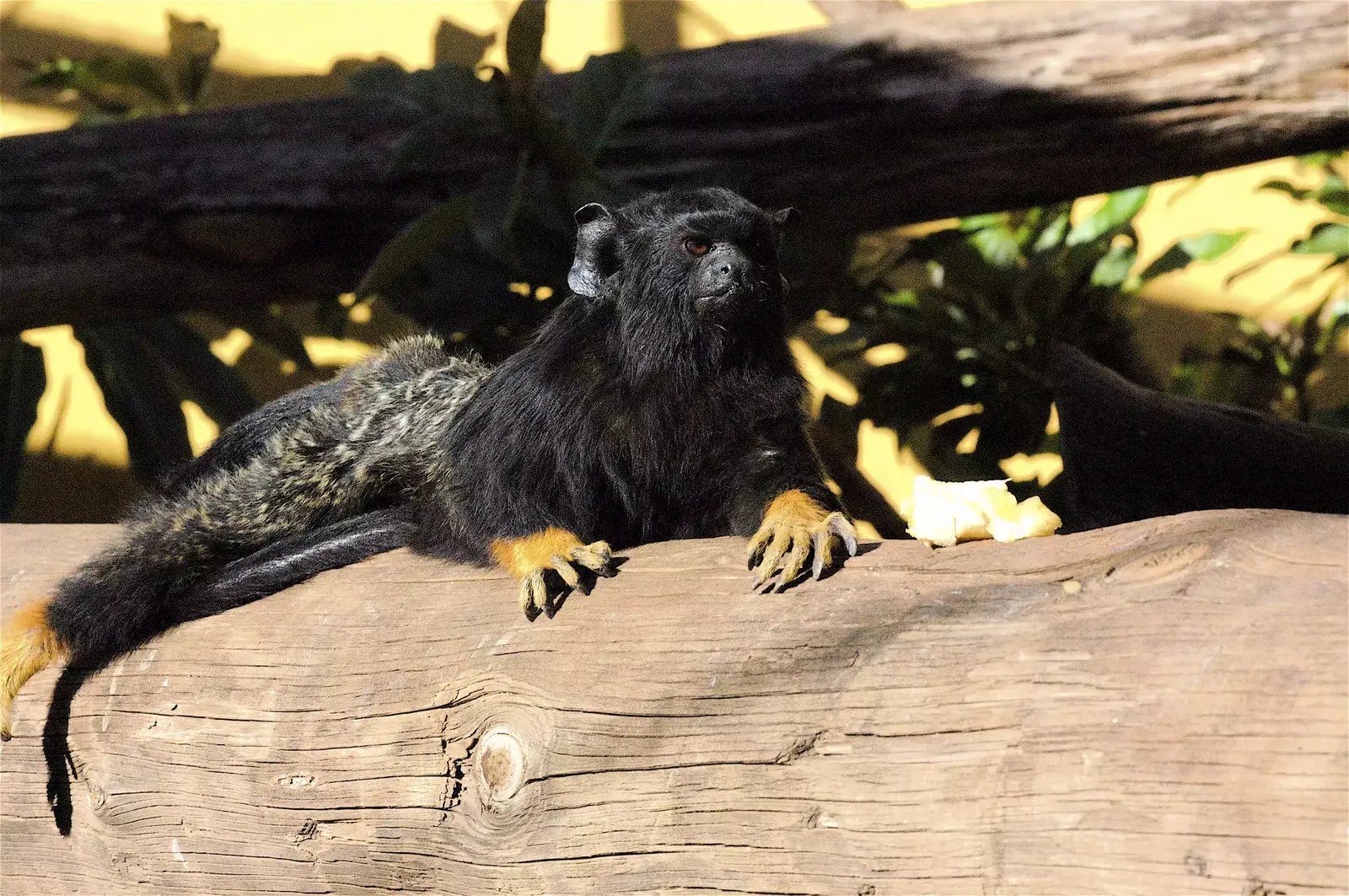 animal-titi-manos-rojas-slide-6