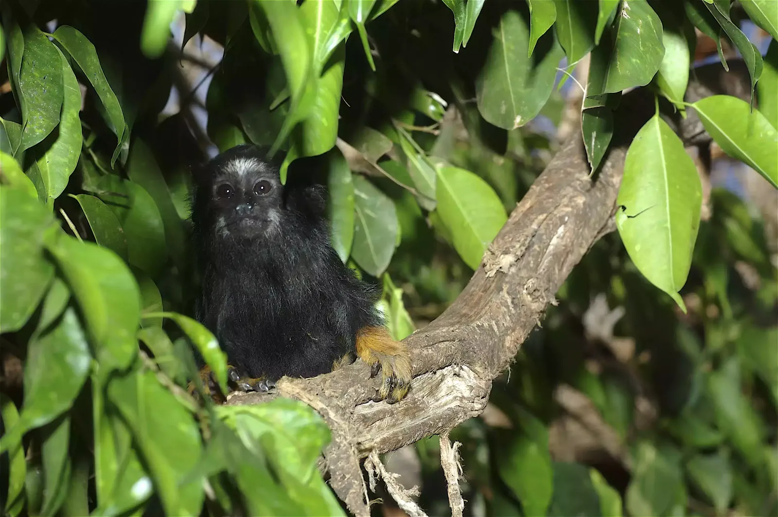 animal-titi-manos-rojas-slide-7