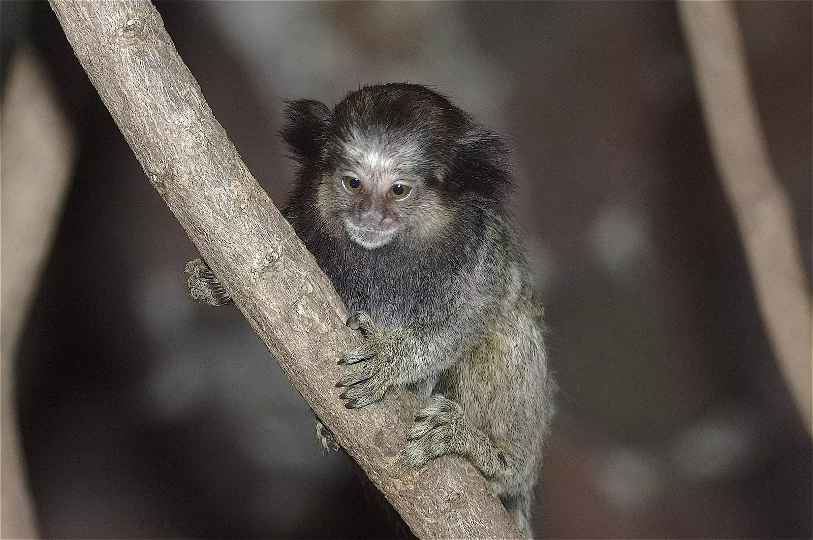 animal-titi-penachos-slide-3