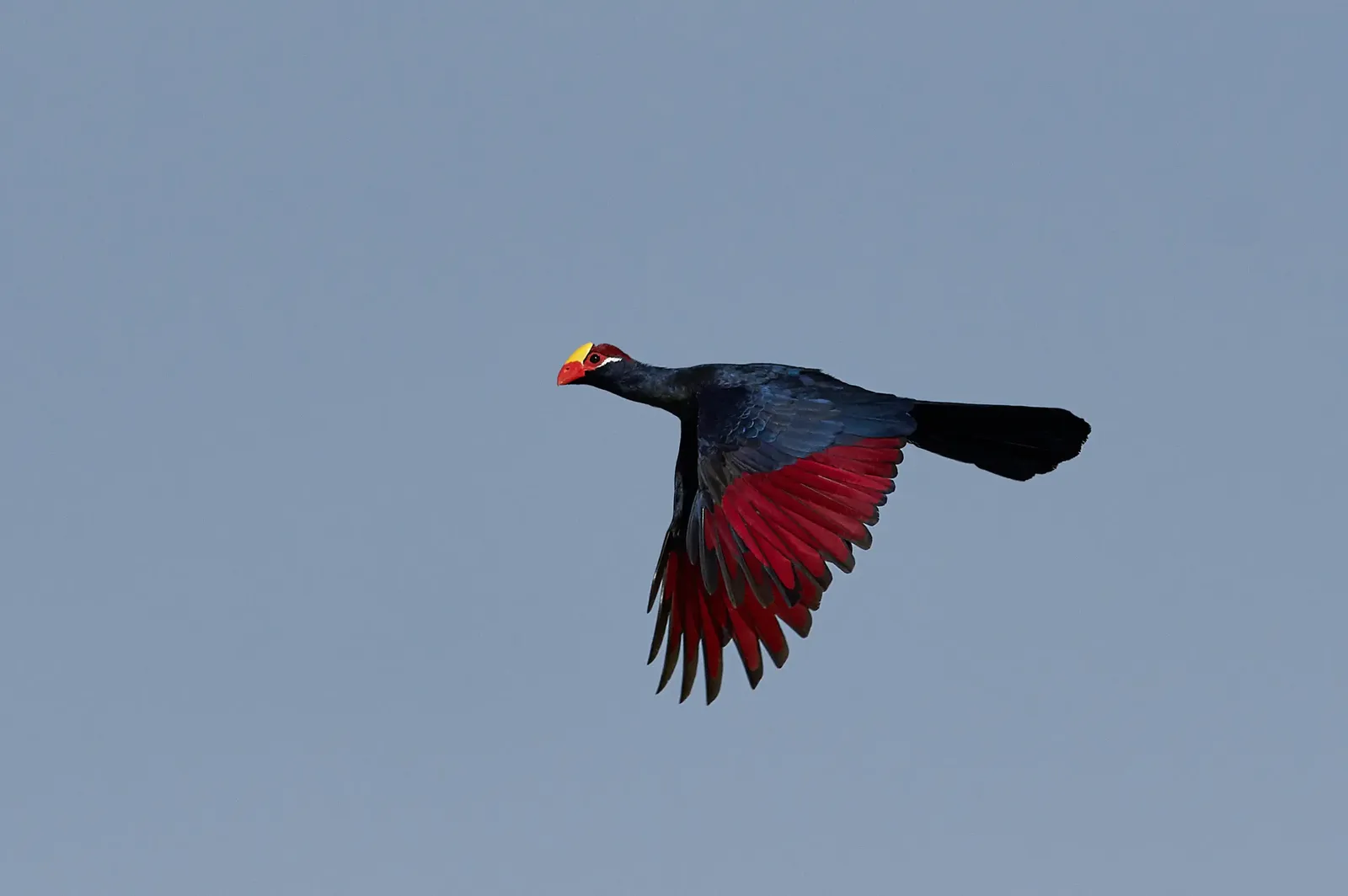 animal-turaco-violaceo-slide-1