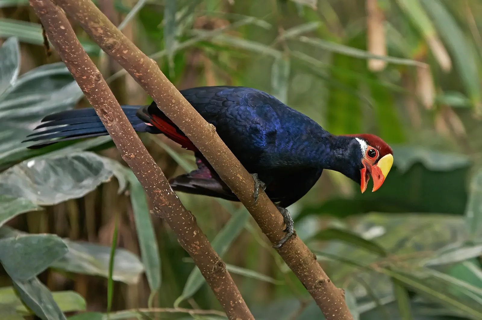 animal-turaco-violaceo-slide-2