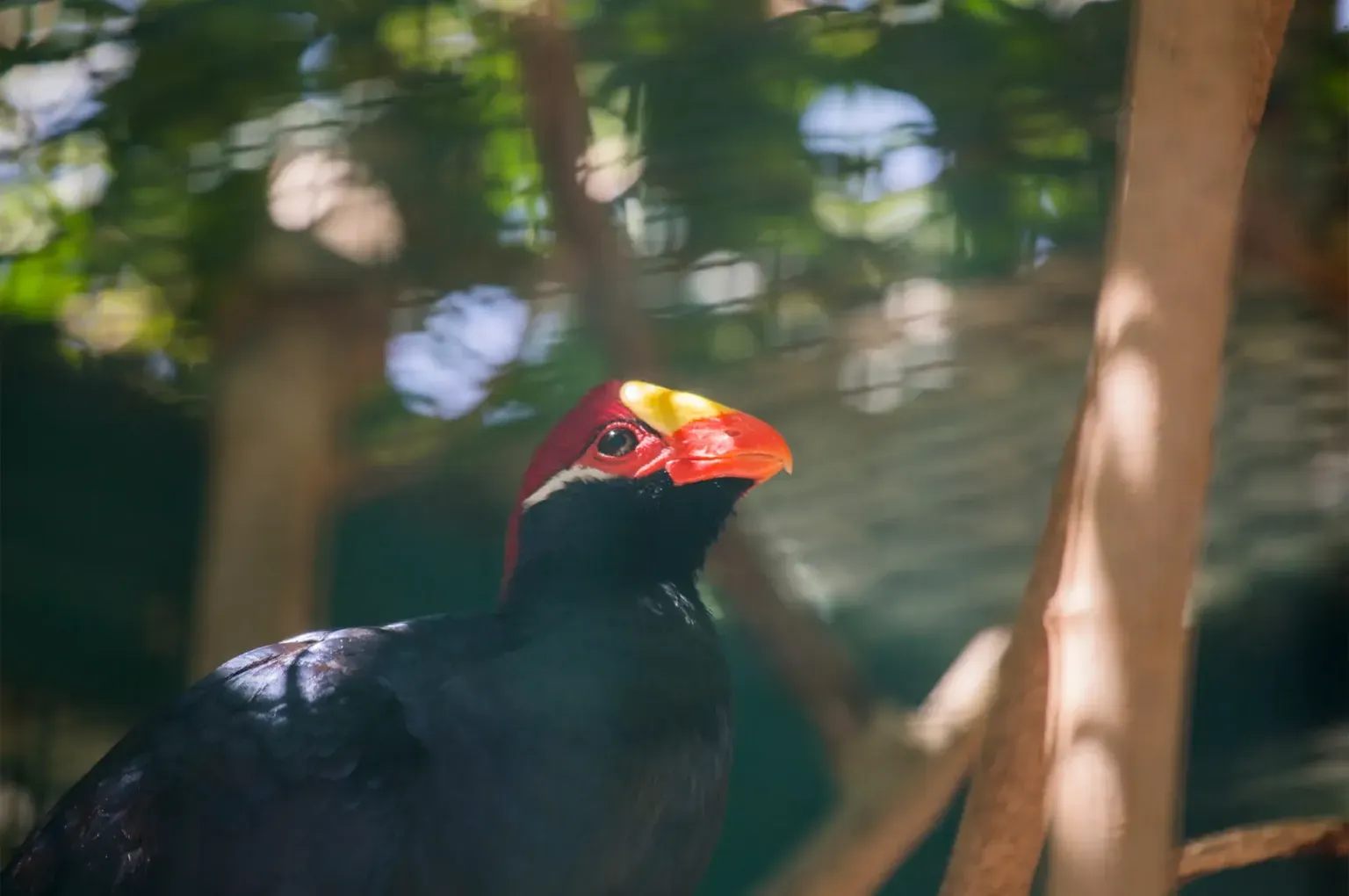 animal-turaco-violaceo-slide-3