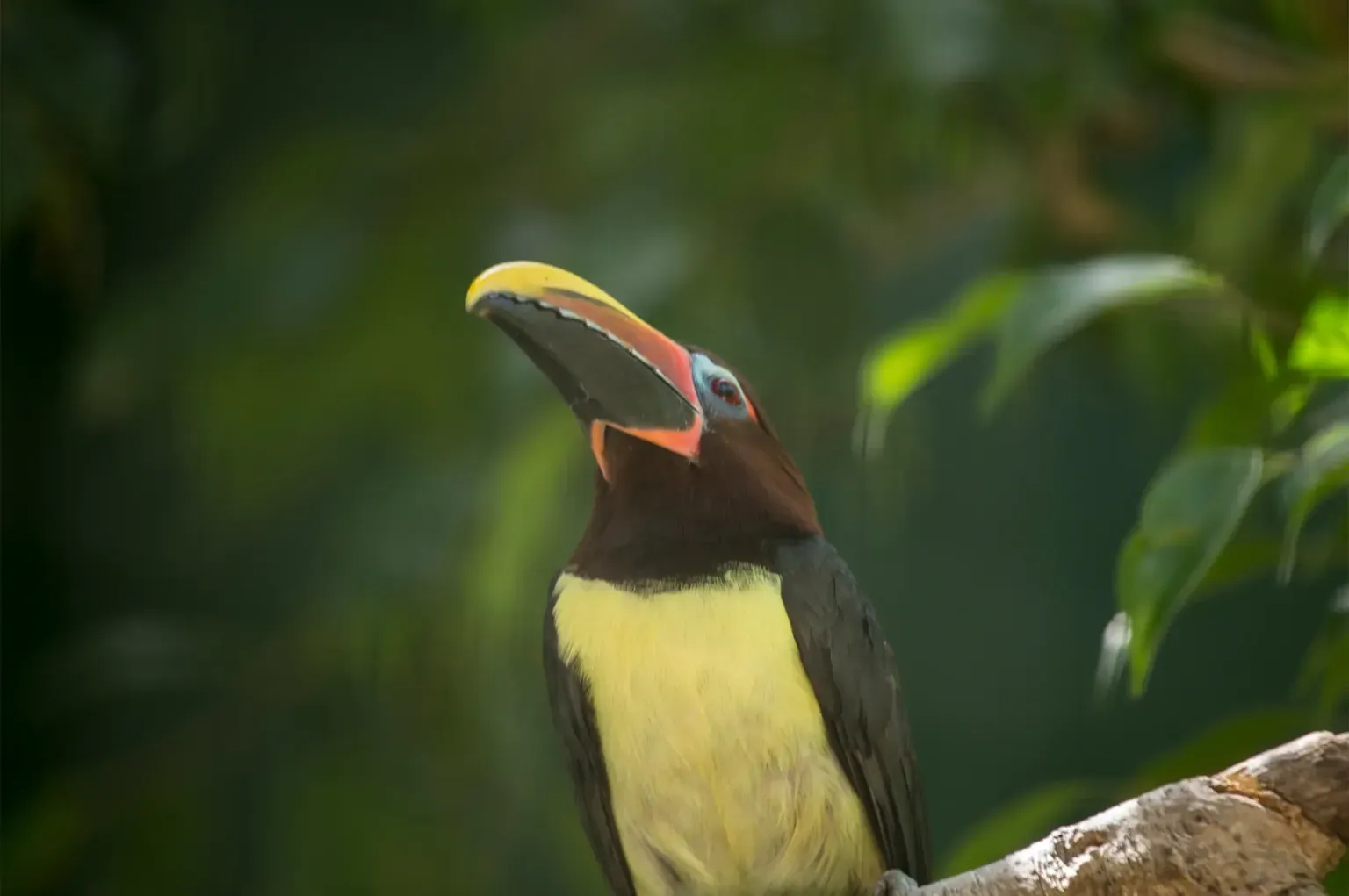 animal-arasari-verde-slide-1