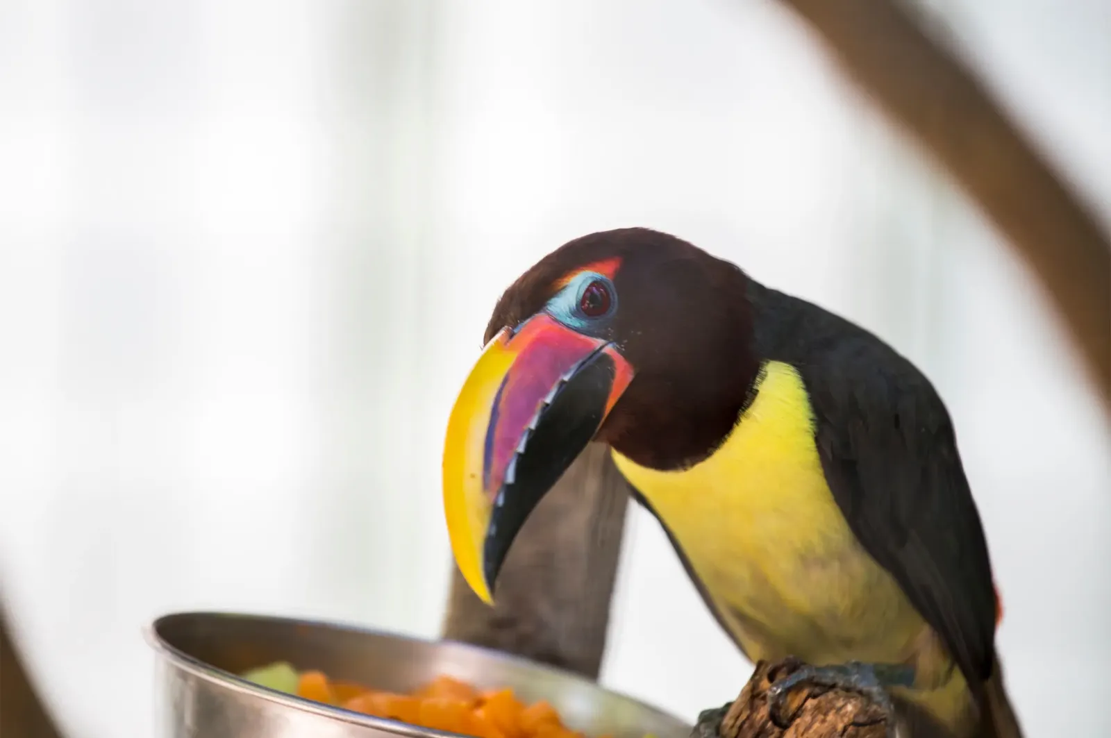 animal-arasari-verde-slide-2