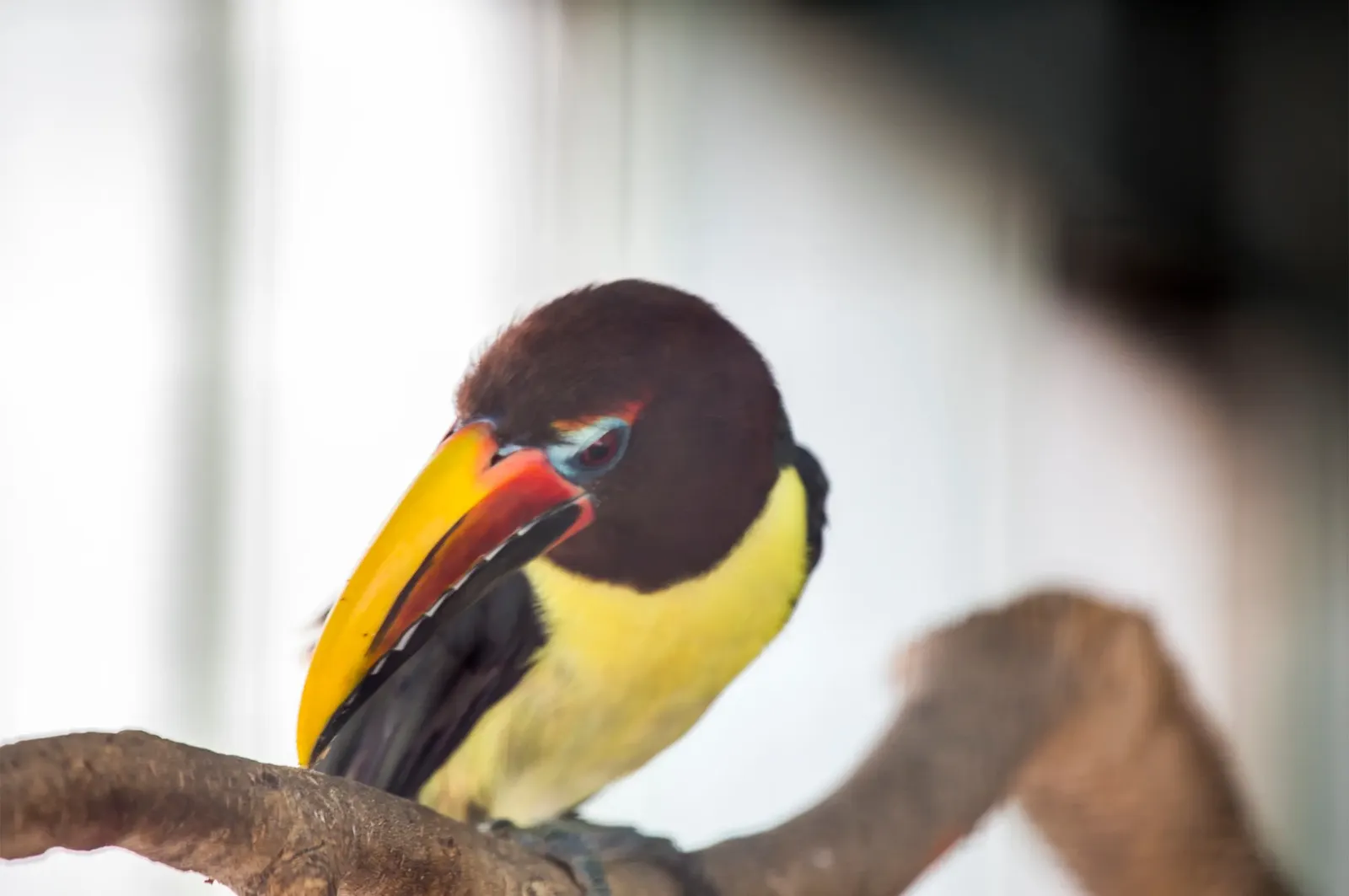 animal-arasari-verde-slide-3