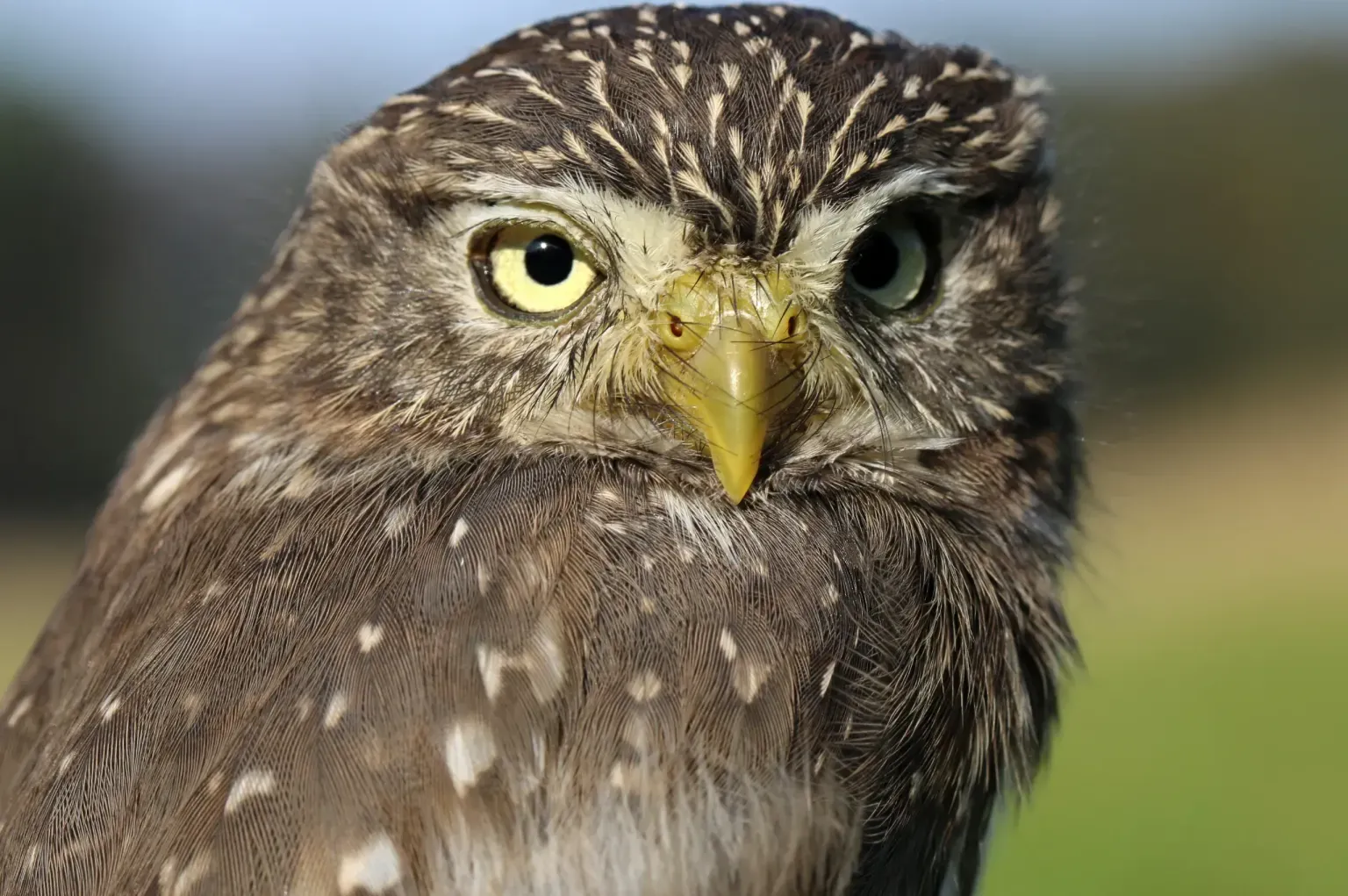 animal-buho-enano-slide-2