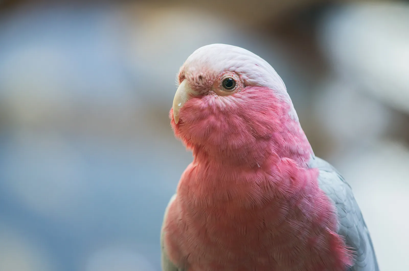 animal-cacatua-galah-slide-1