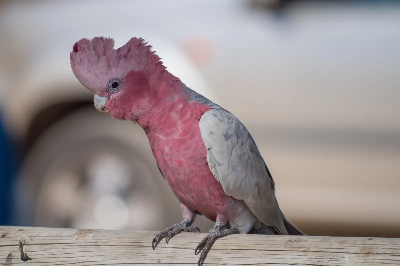 animal-cacatua-galah-slide-3