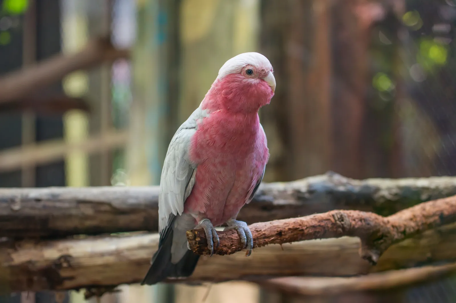 animal-cacatua-galah-slide-4