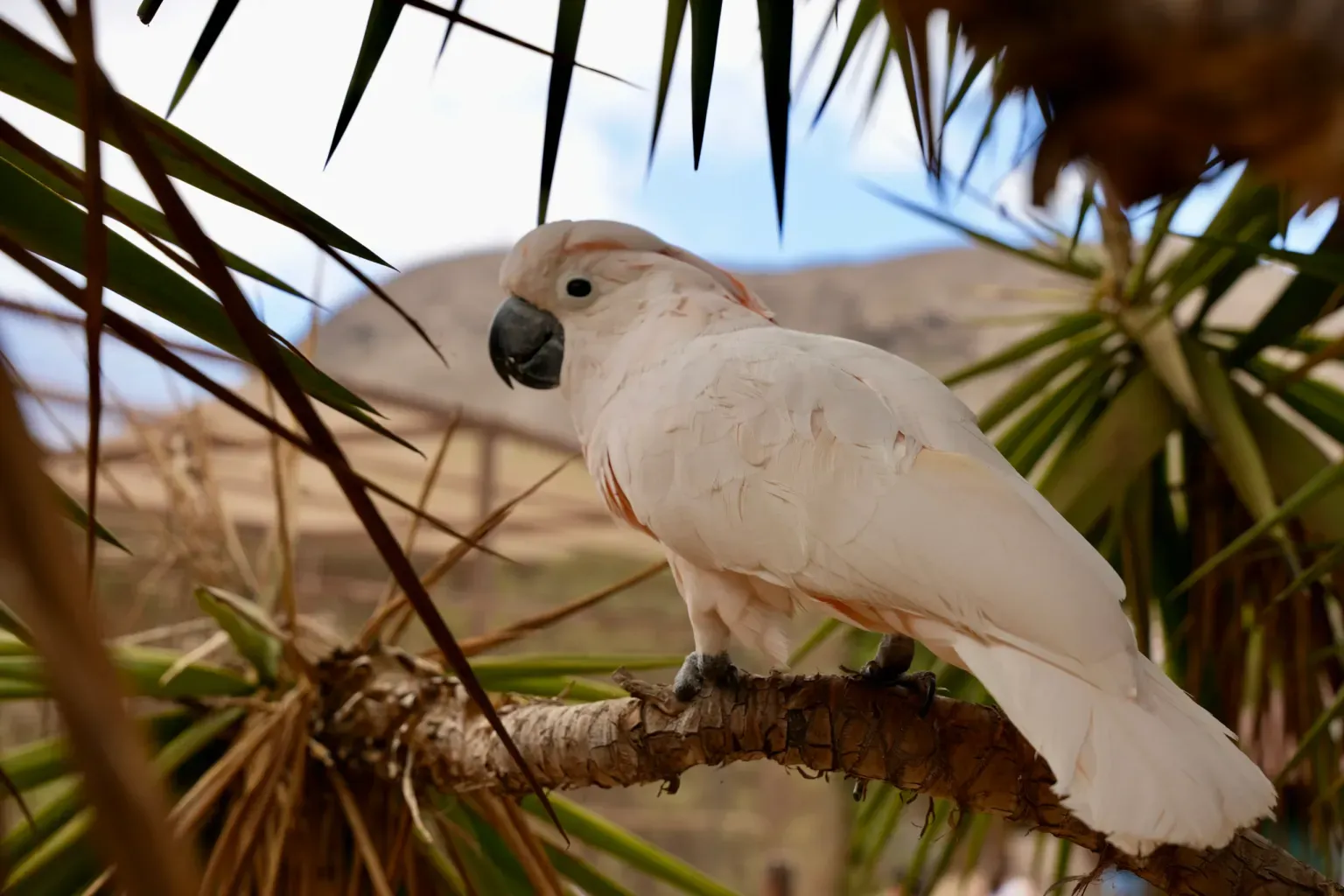 animal-cacatúa-moluqueña-slide-1