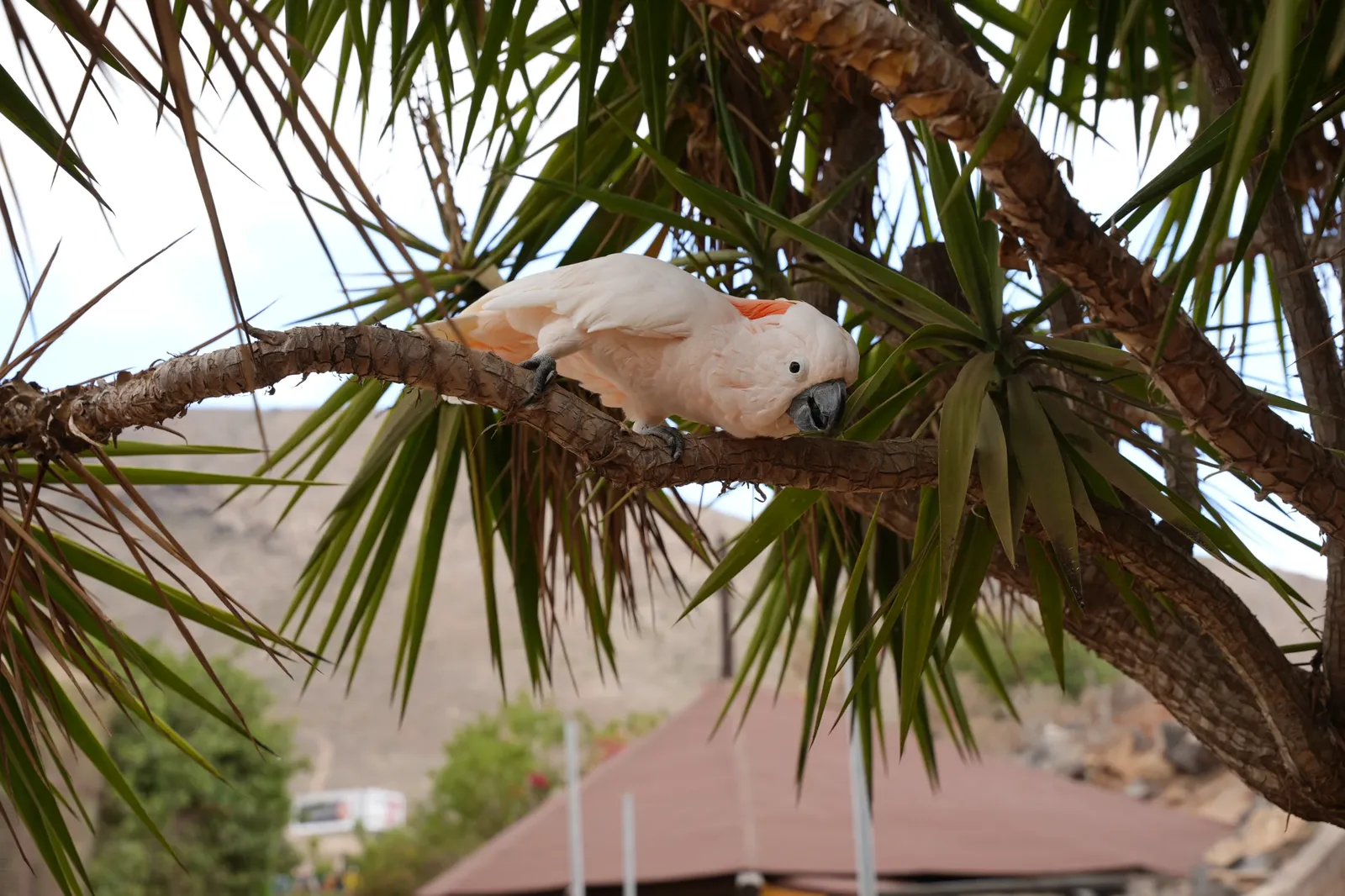 animal-cacatúa-moluqueña-slide-2