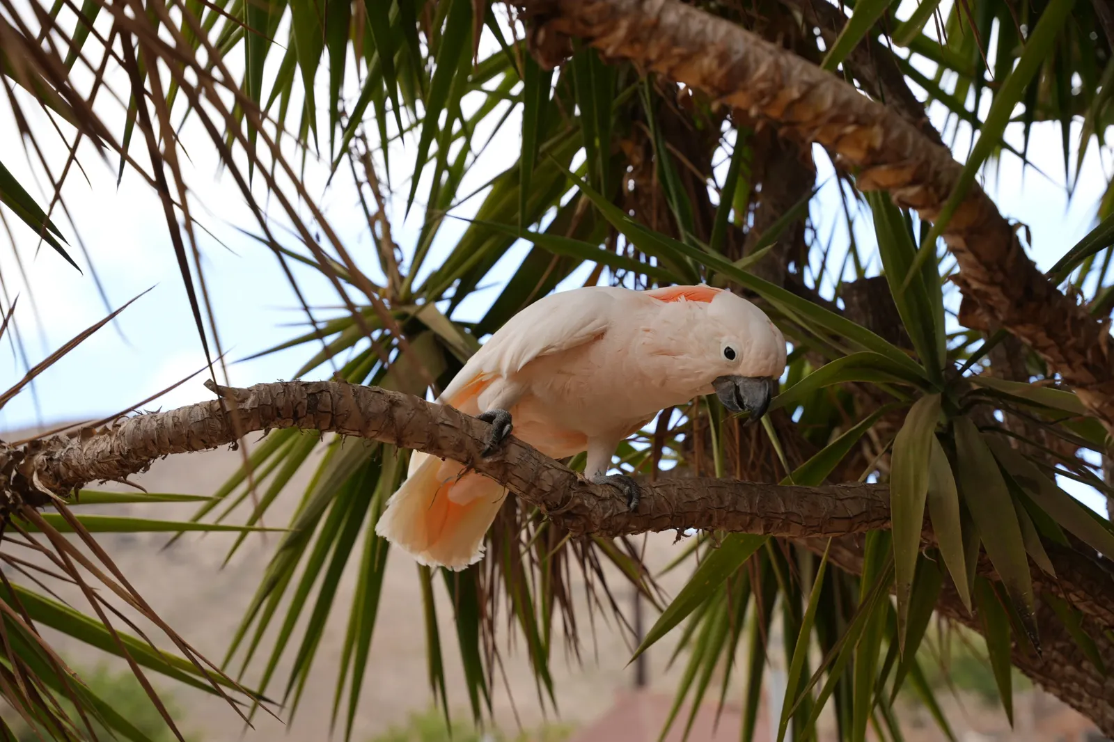 animal-cacatúa-moluqueña-slide-3