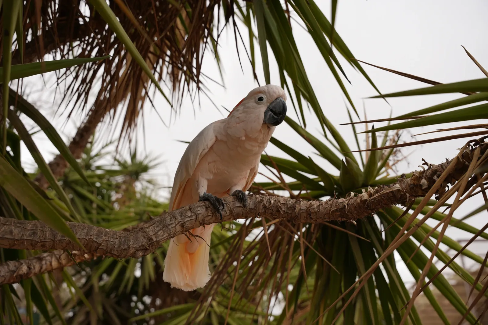 animal-cacatúa-moluqueña-slide-4
