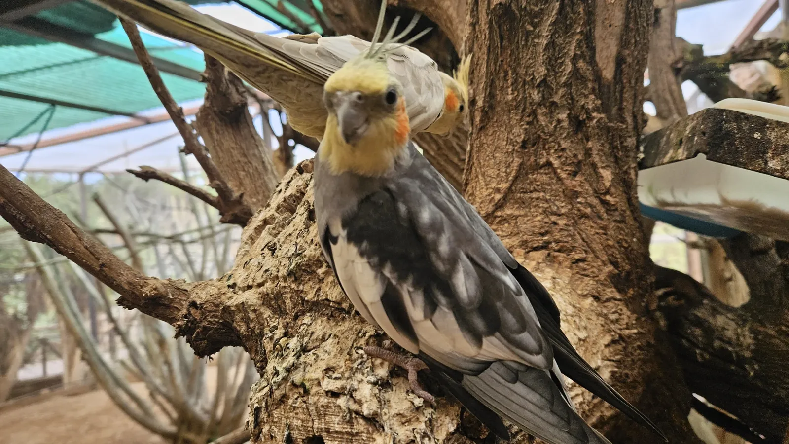 animal-cacatúa-ninfa-slide-1