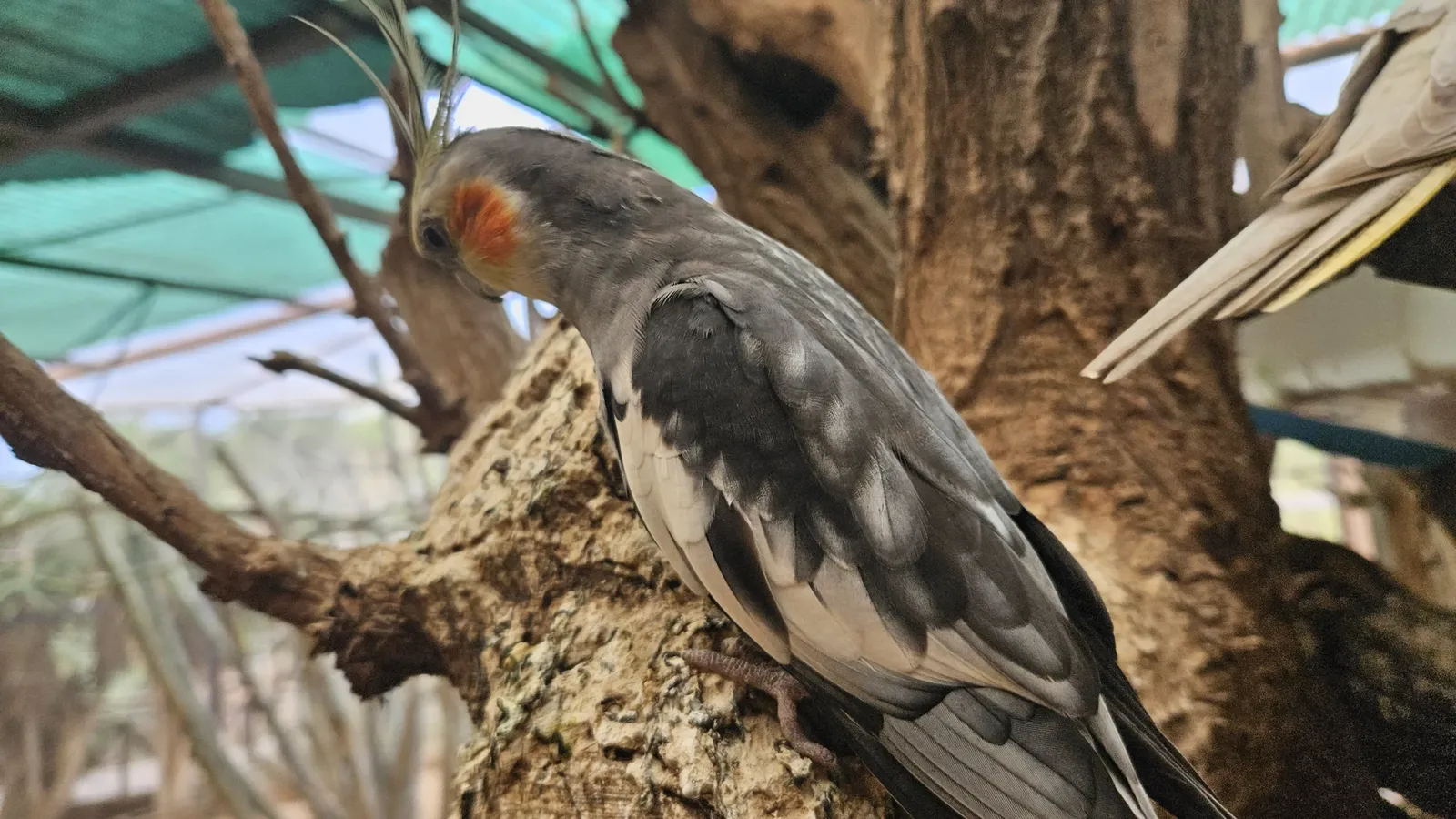 animal-cacatúa-ninfa-slide-2