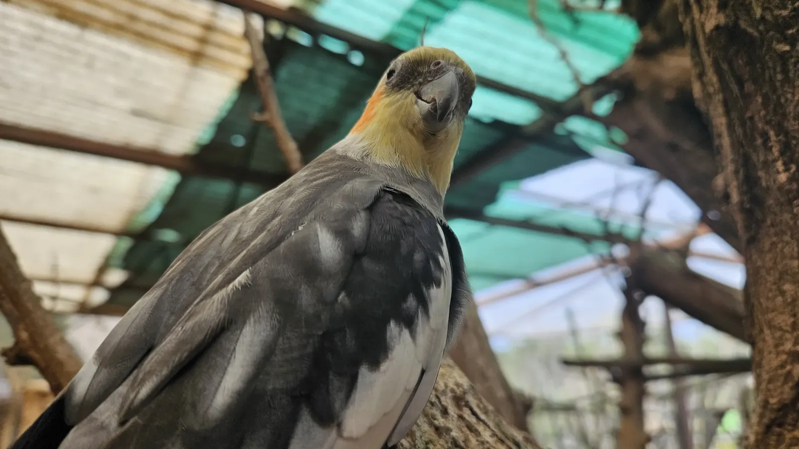 animal-cacatúa-ninfa-slide-3