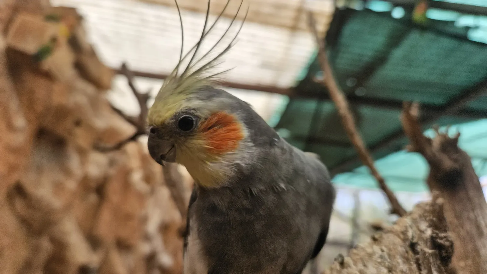 animal-cacatúa-ninfa-slide-4