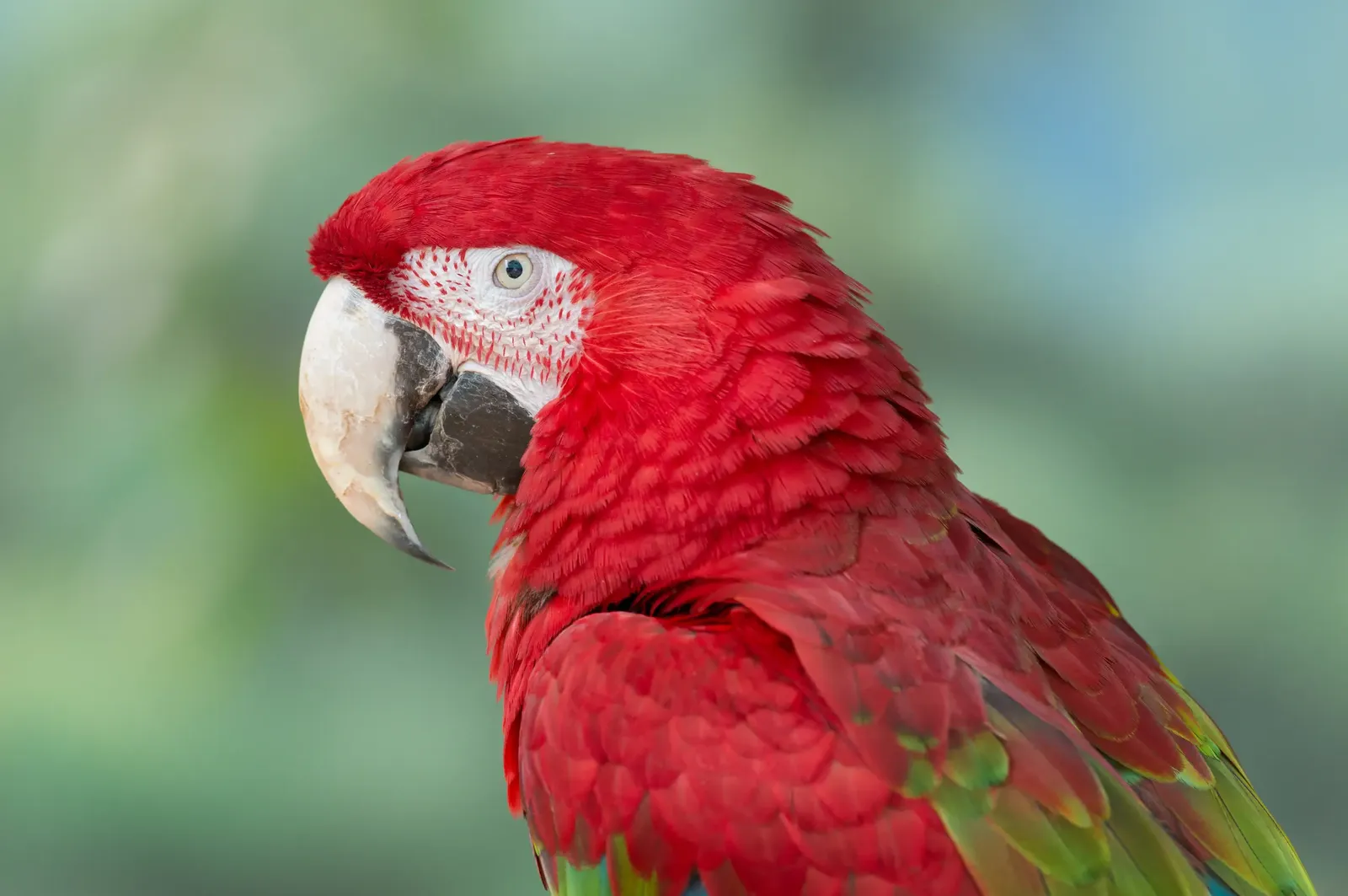 animal-guacamayo-aliverde-slide-1