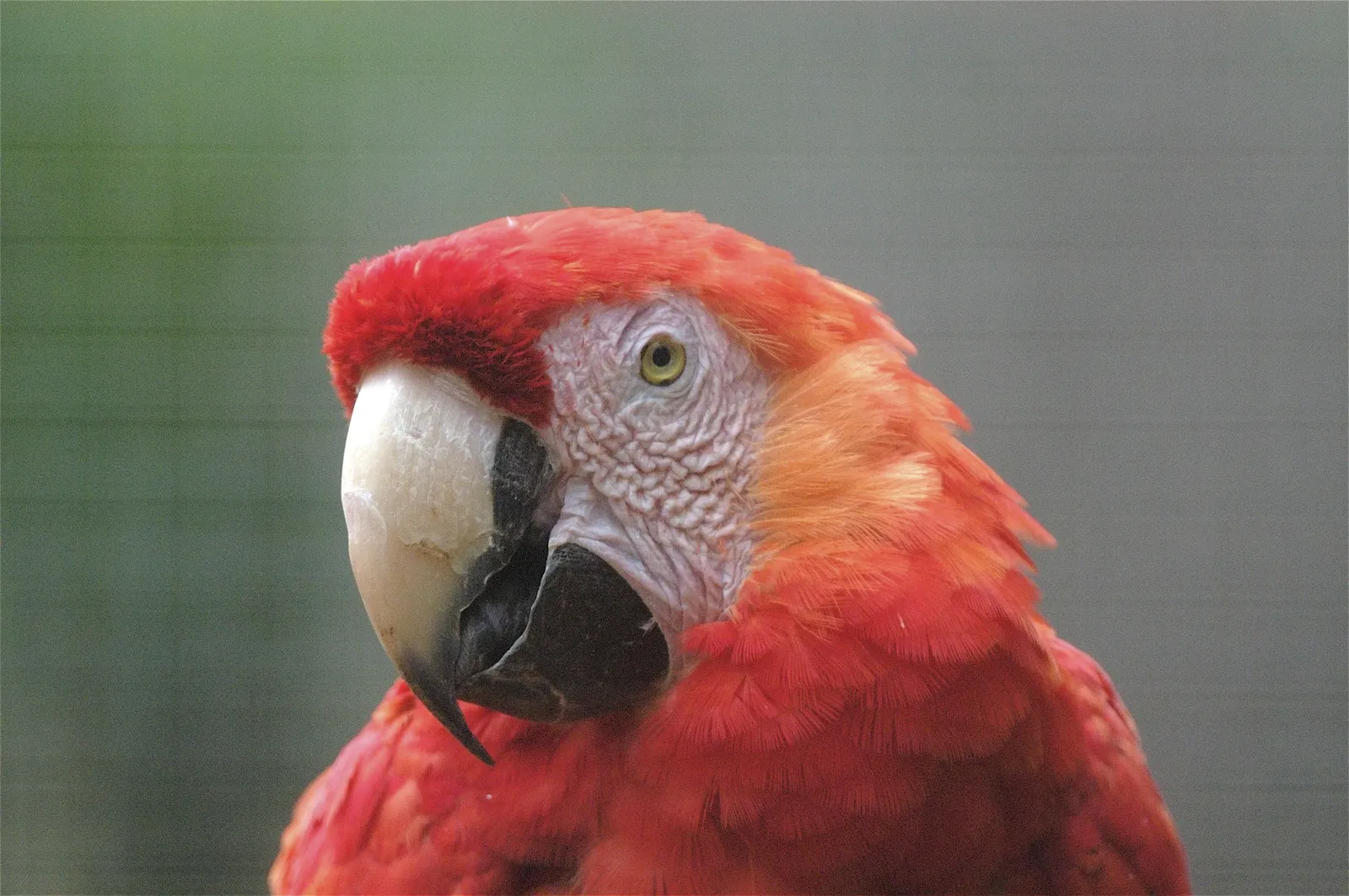 animal-guacamayo-escarlata-slide-1