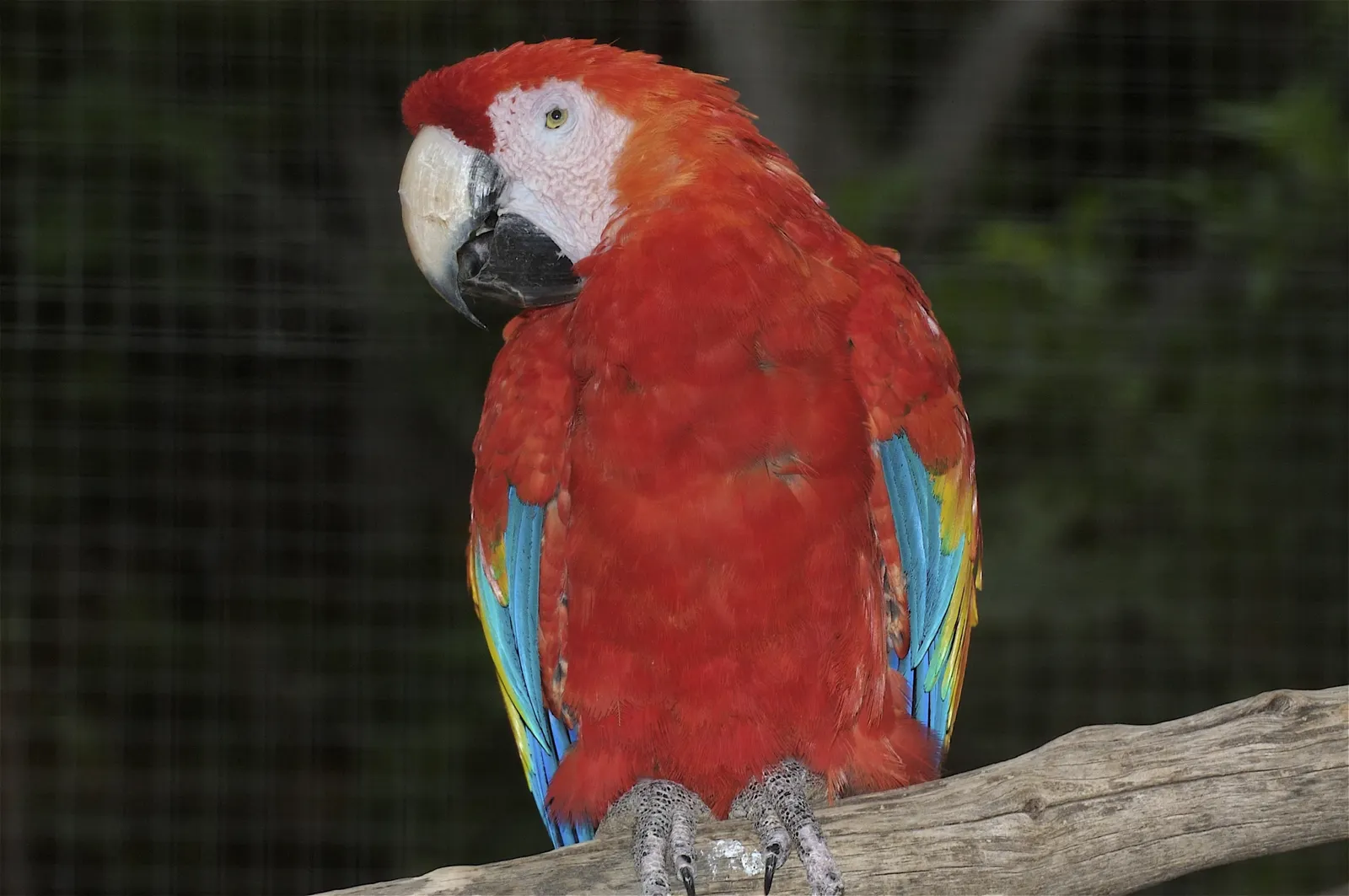 animal-guacamayo-escarlata-slide-2
