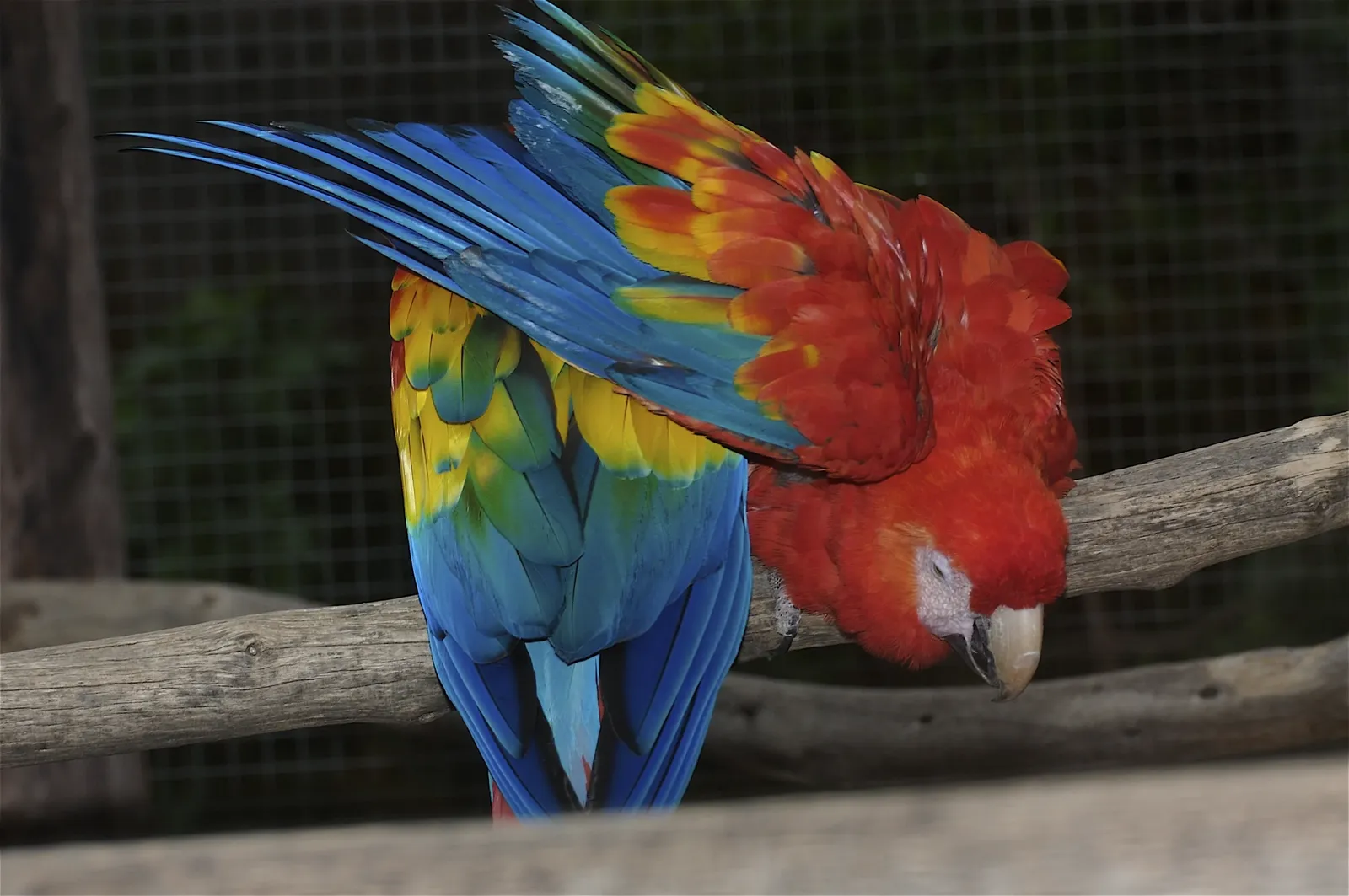 animal-guacamayo-escarlata-slide-3