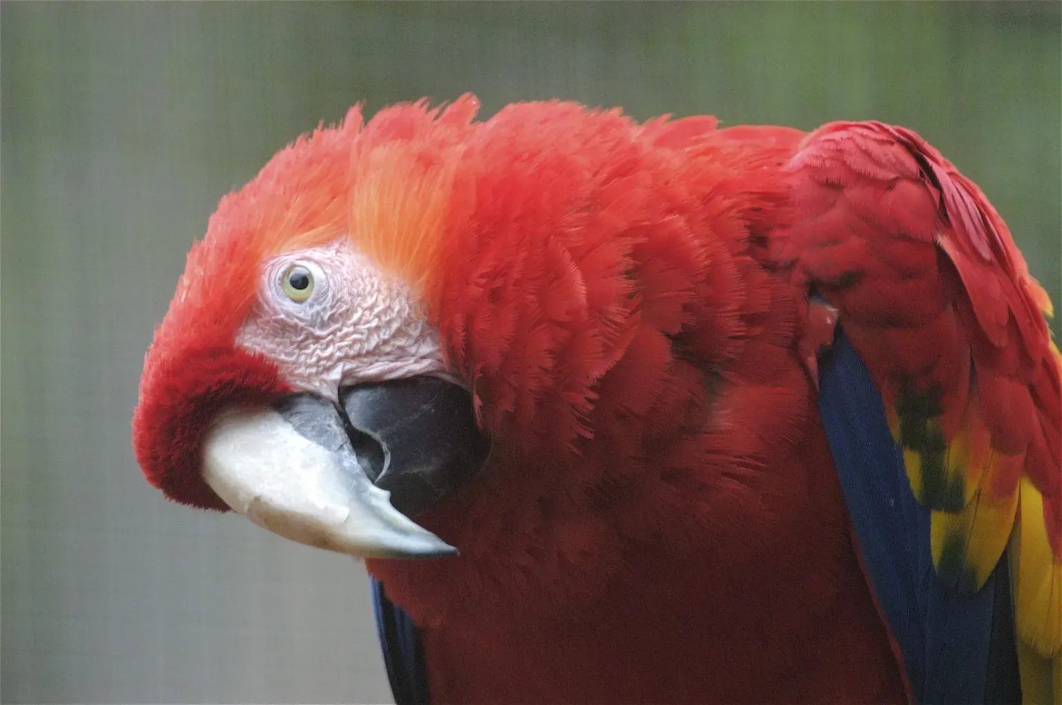animal-guacamayo-escarlata-slide-4