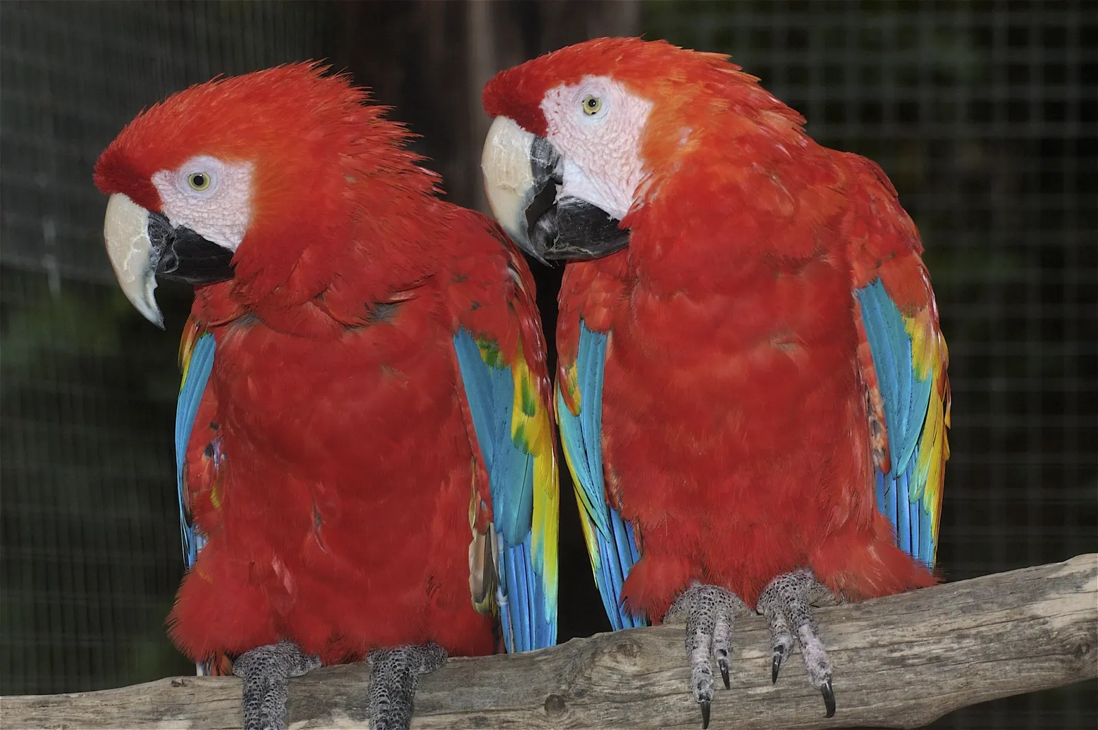 animal-guacamayo-escarlata-slide-5