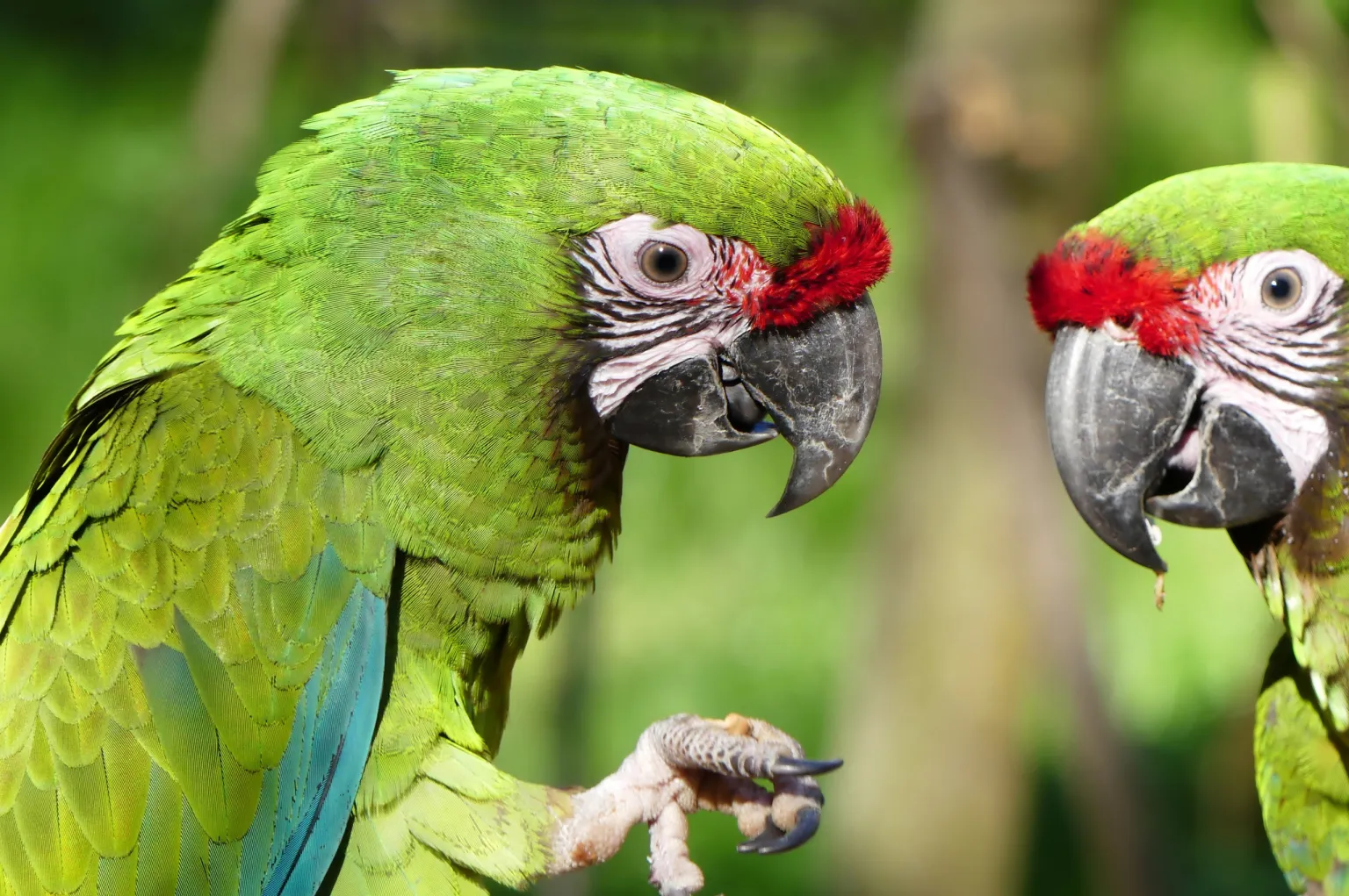 animal-guacamayo-militar-slide-1