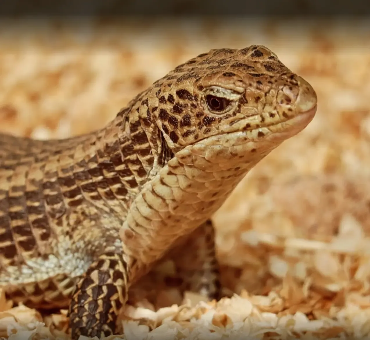 animal-lagarto-plateado-de-sudan-slide-1