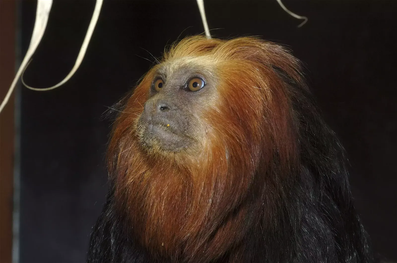 animal-titi-leon-slide-1