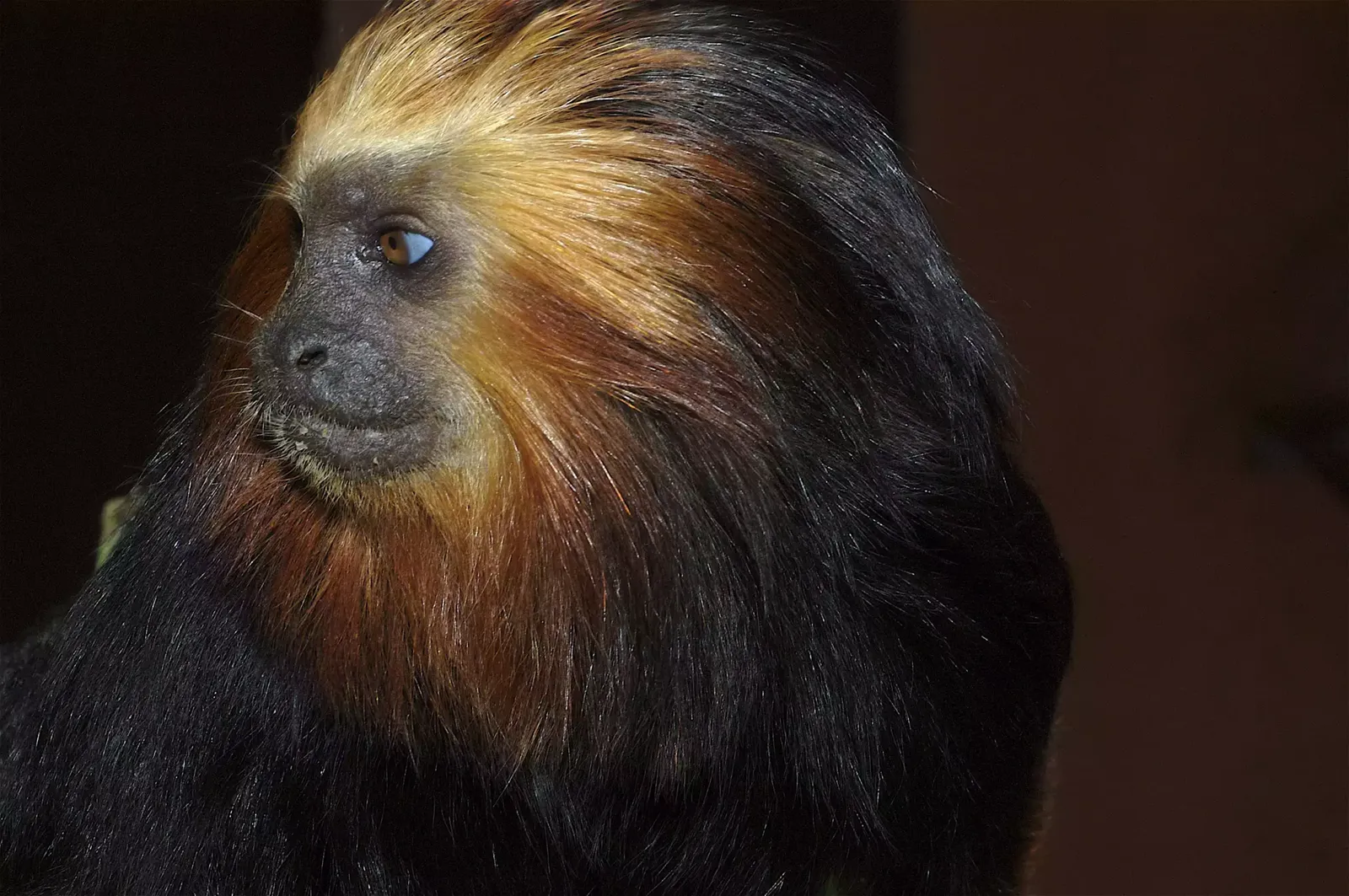 animal-titi-leon-slide-2