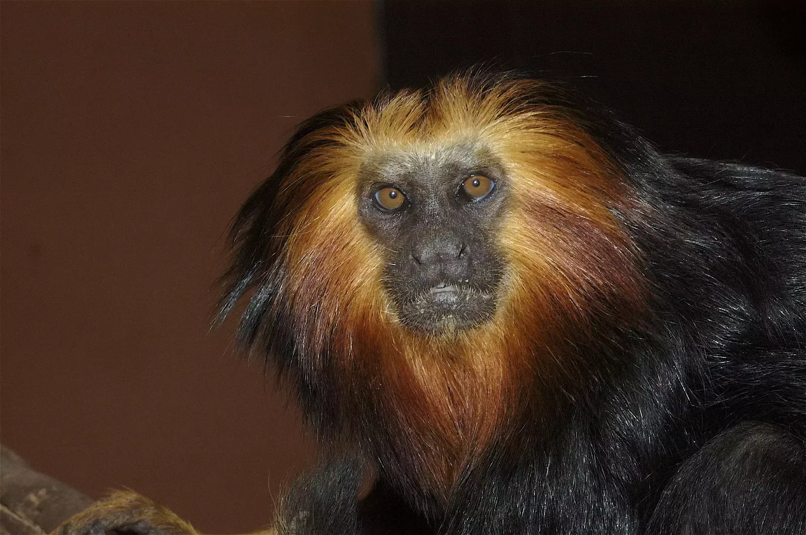 animal-titi-leon-slide-3