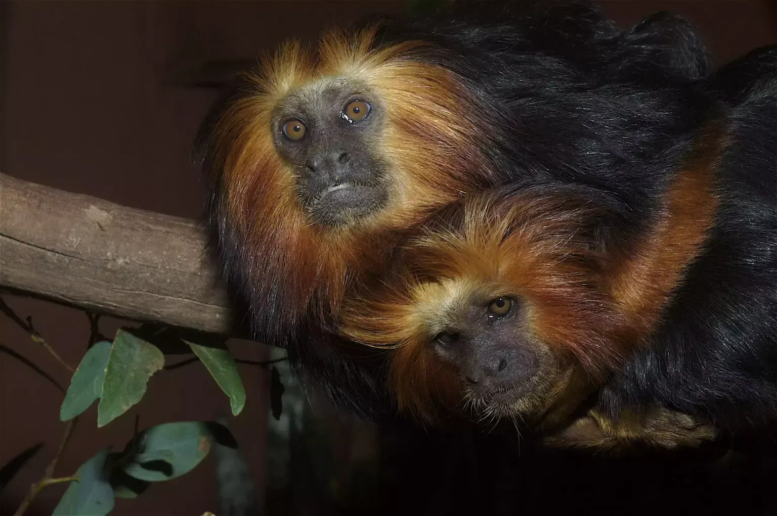 animal-titi-leon-slide-4