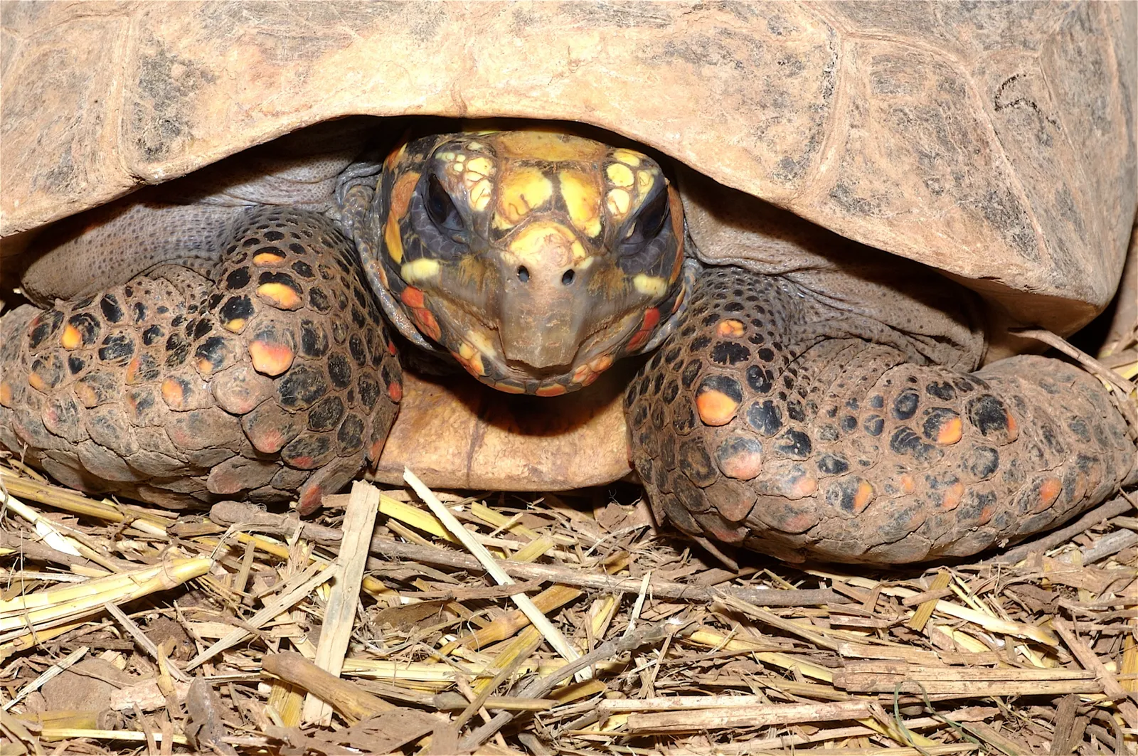 animal-tortuga-morrocoy-slide-1