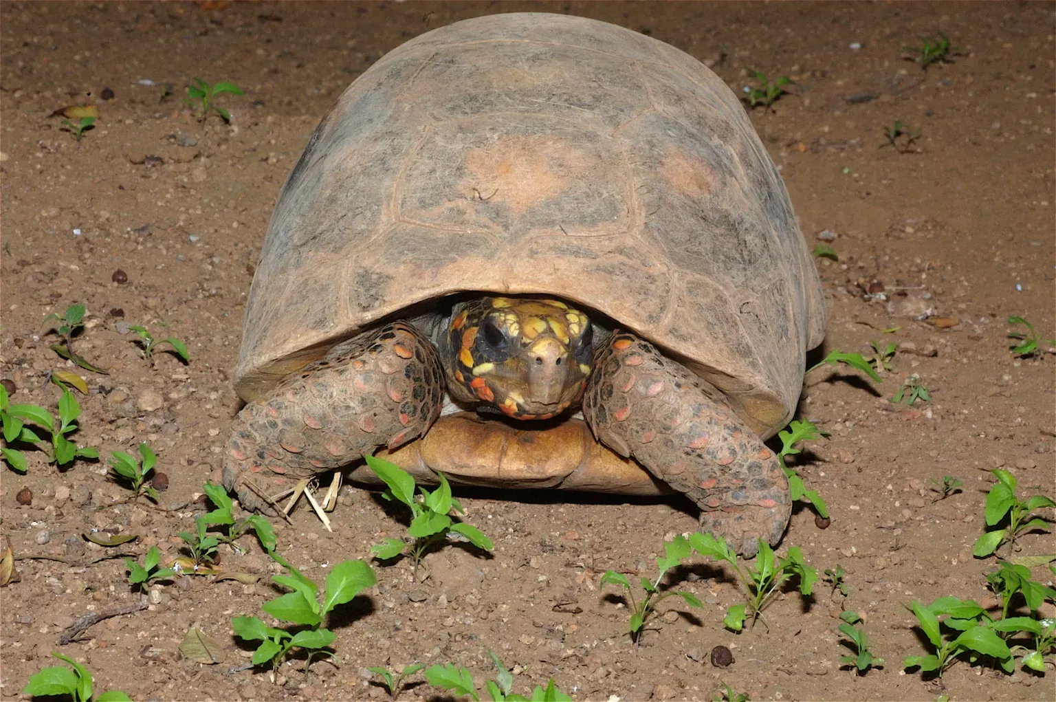 animal-tortuga-morrocoy-slide-2