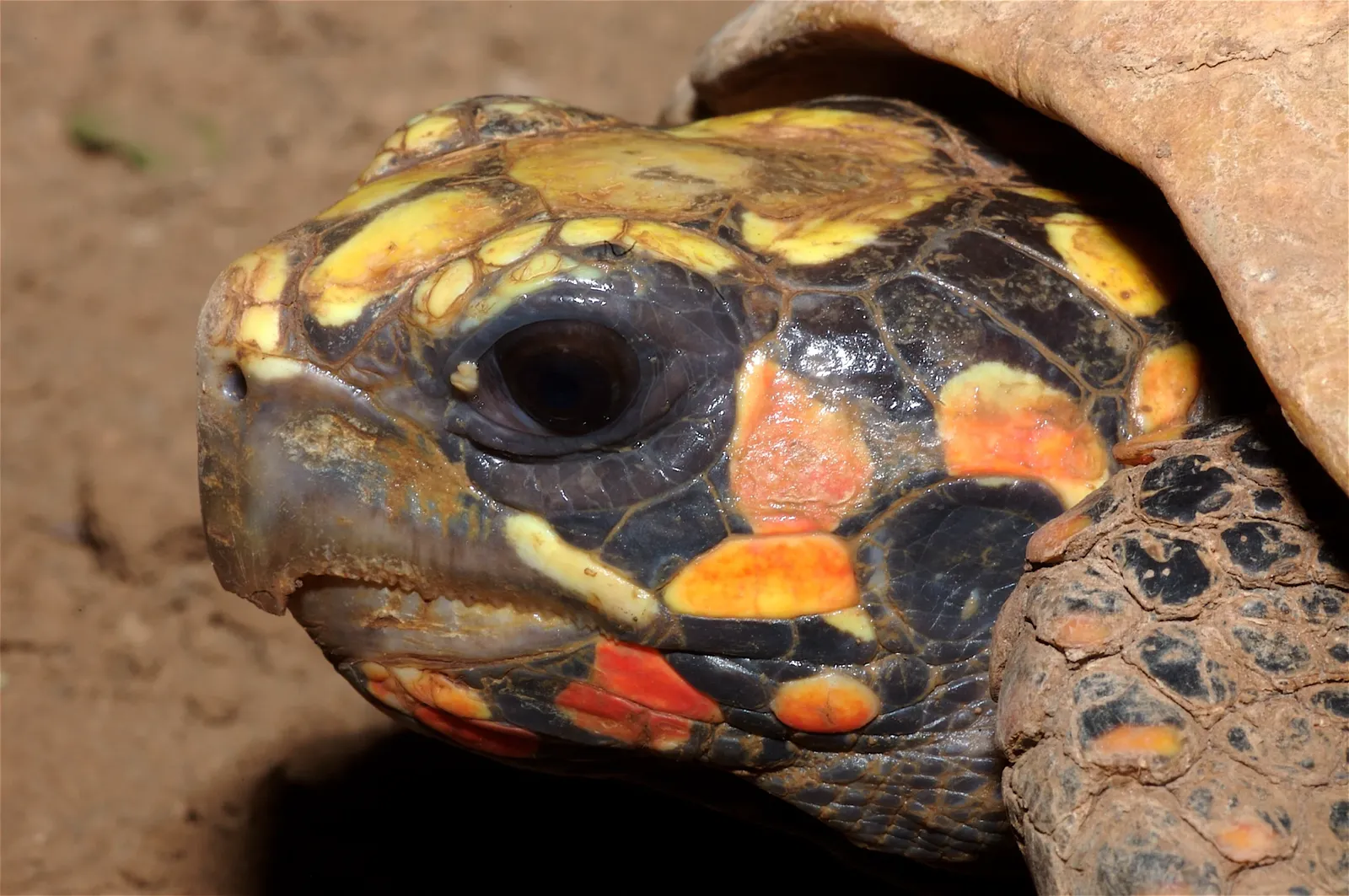 animal-tortuga-morrocoy-slide-5