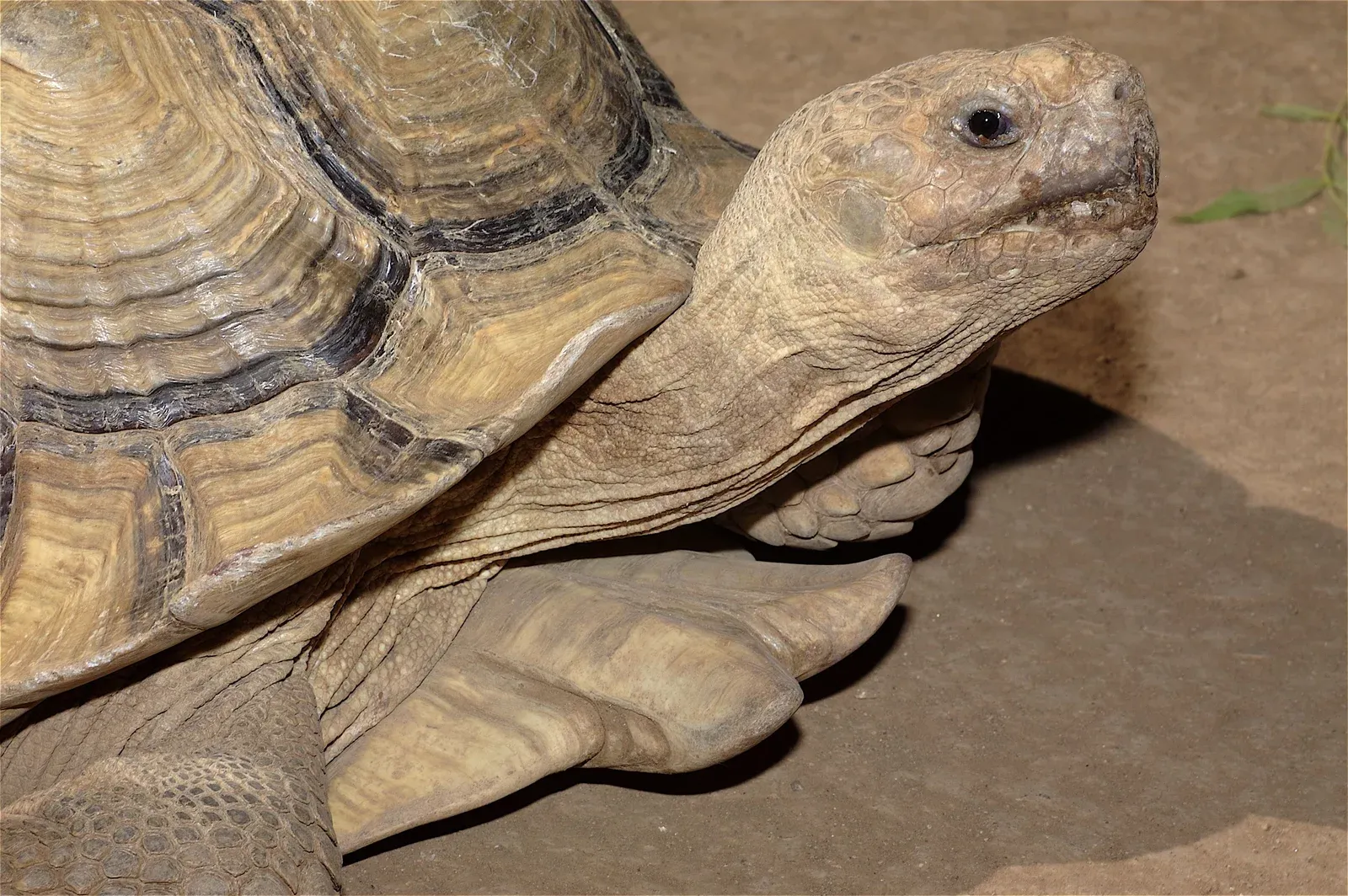 animal-tortuga-slide-1