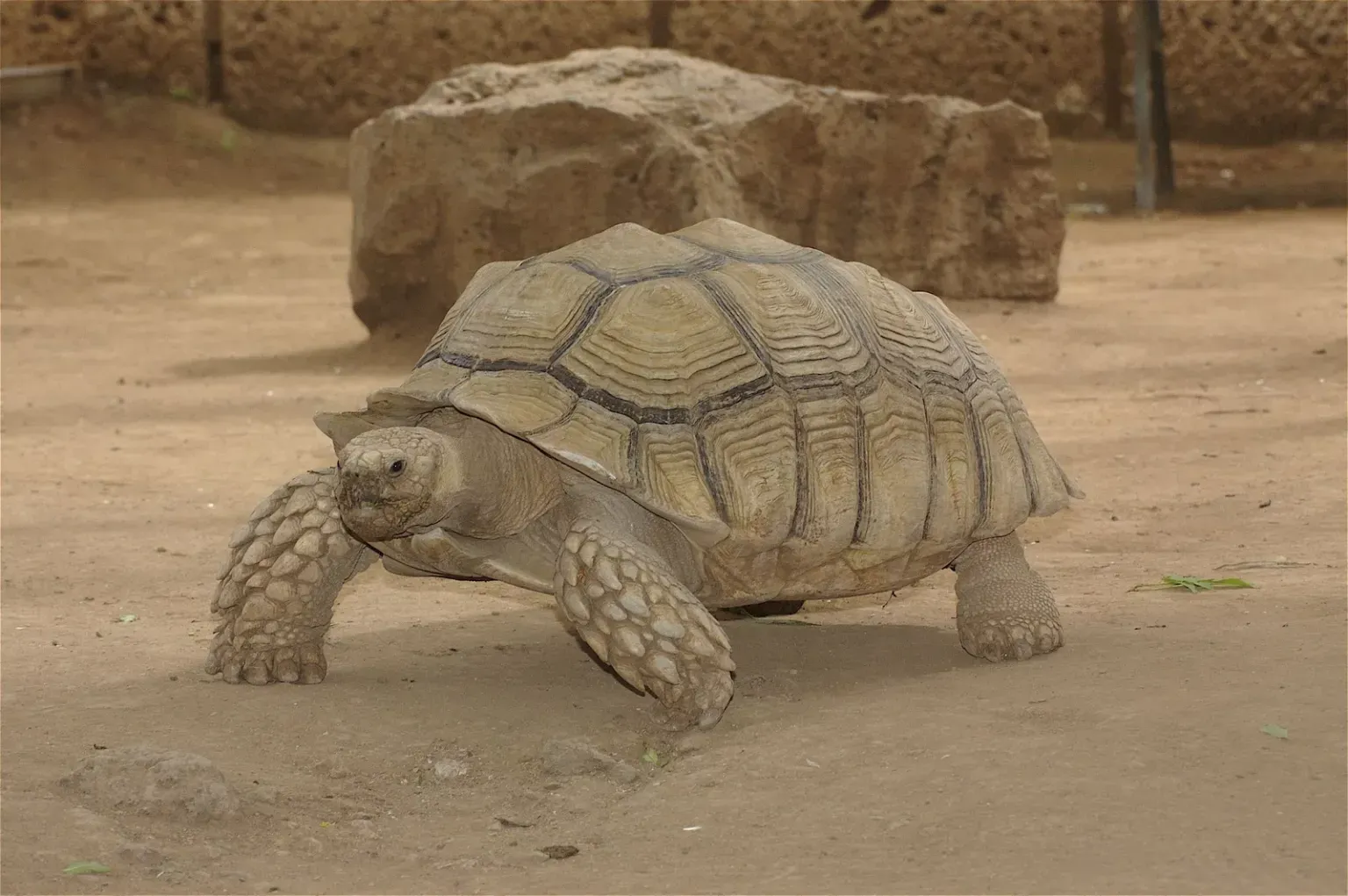 animal-tortuga-slide-3